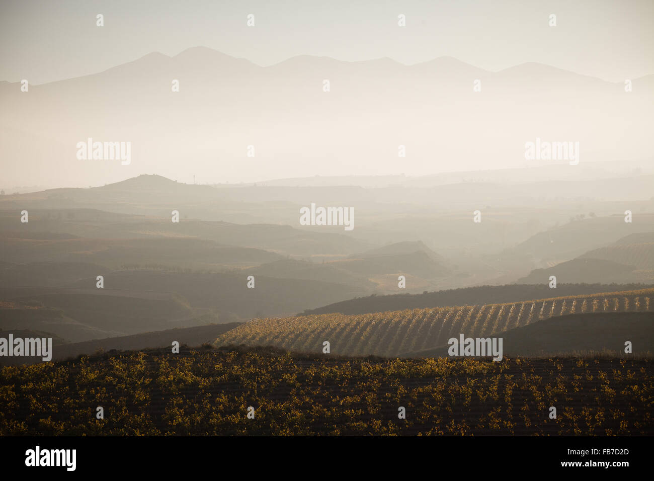 7/11/15 vigneti tra Cordovín & Nájera con la Sierra de la Demanda in background, La Rioja, Spagna Foto Stock