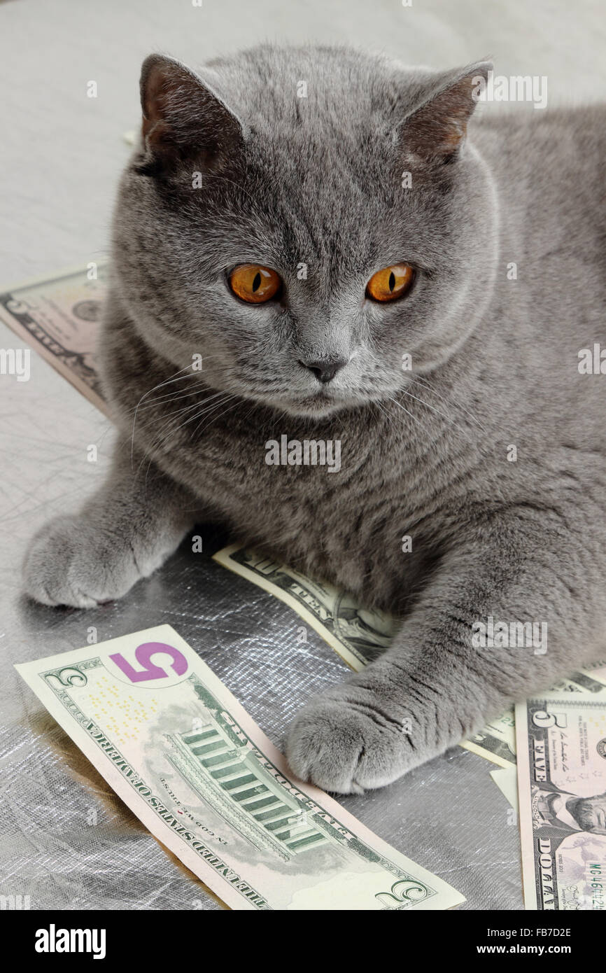 Britannico cat e cash dollari USA Foto Stock