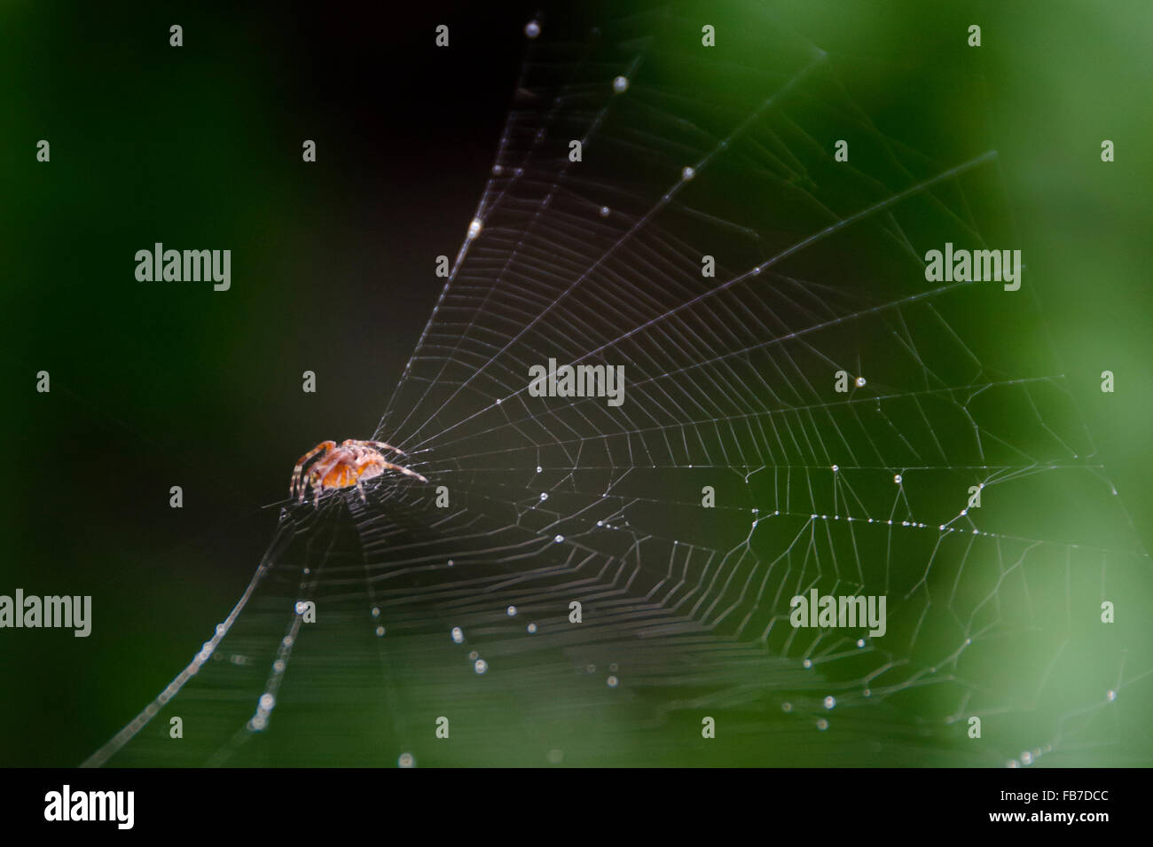 Spider e spiderweb Foto Stock