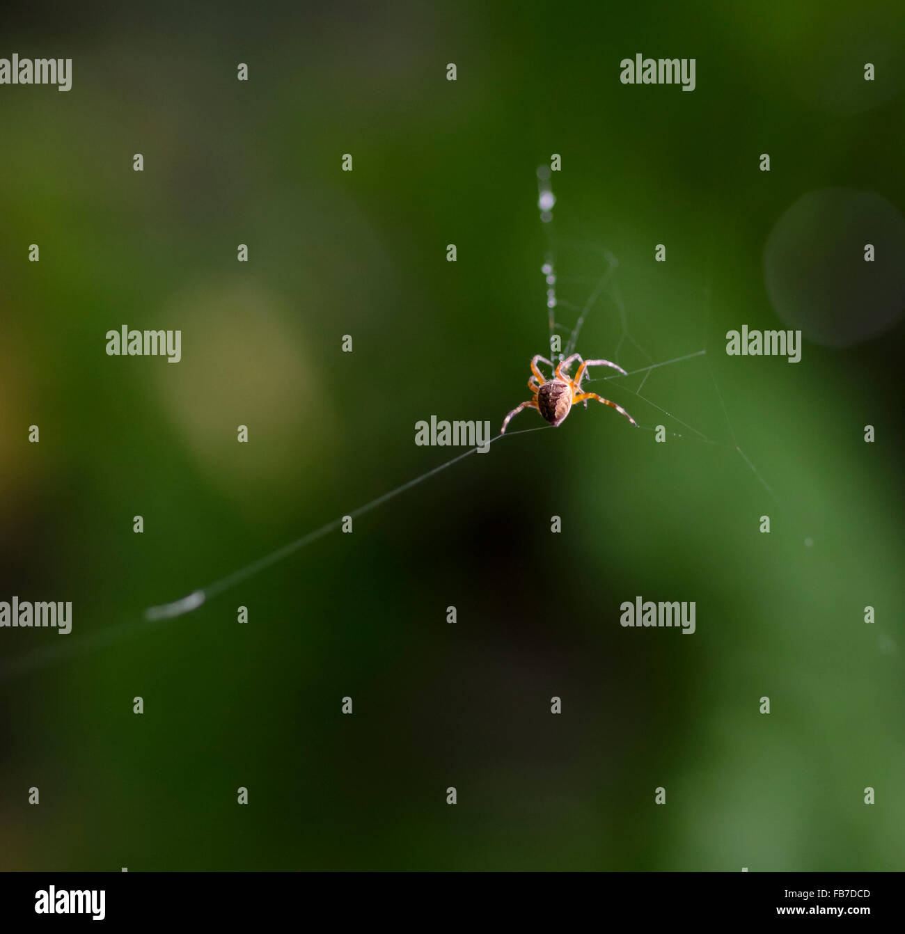 Spider costruire una ragnatela Foto Stock