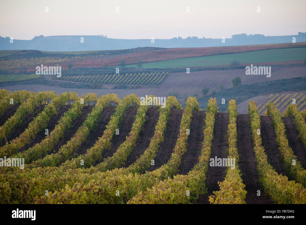 7/11/15 vigneti tra Cordovín & Nájera, La Rioja, Spagna Foto Stock