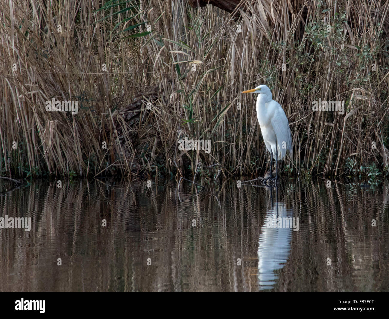 Great White Egret at Waters Edge at Lake Mattamuskeet Wildlife Refuge #1 Foto Stock