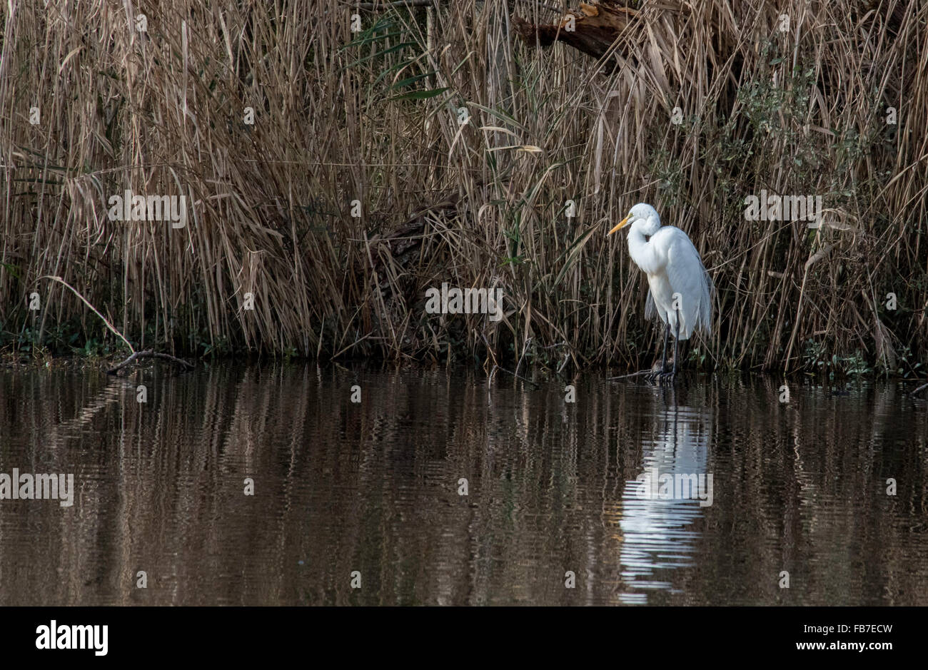 Great White Egret Standing at Waters Edge #2 mattina presto al Lake Mattamuskeet Wildlife Refuge Foto Stock