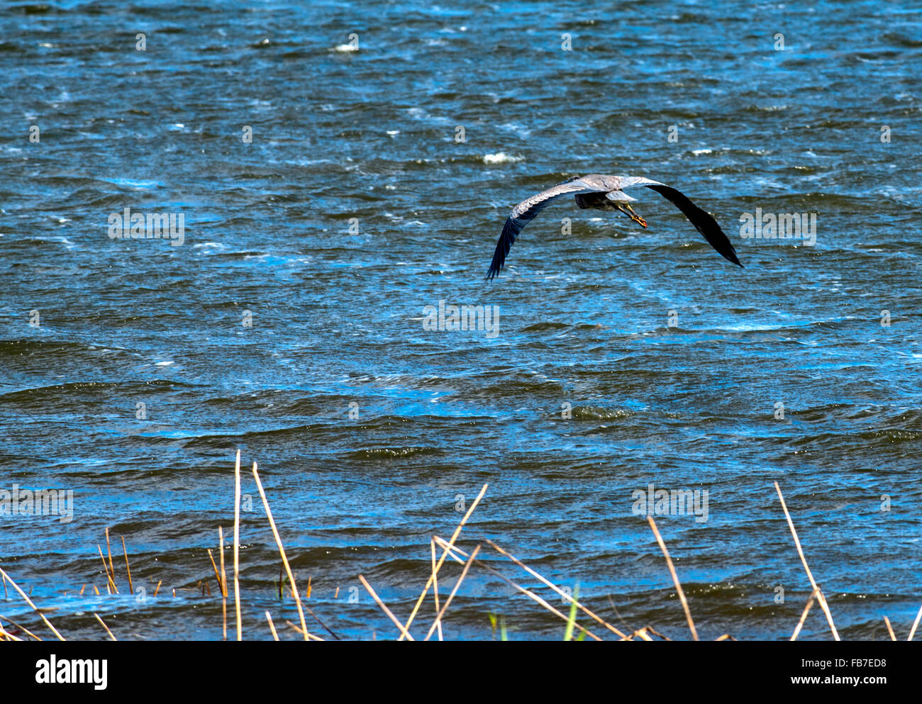 Airone blu battenti nel corso Open Water al Lago Mattamuskeet Wildlife Refuge Foto Stock