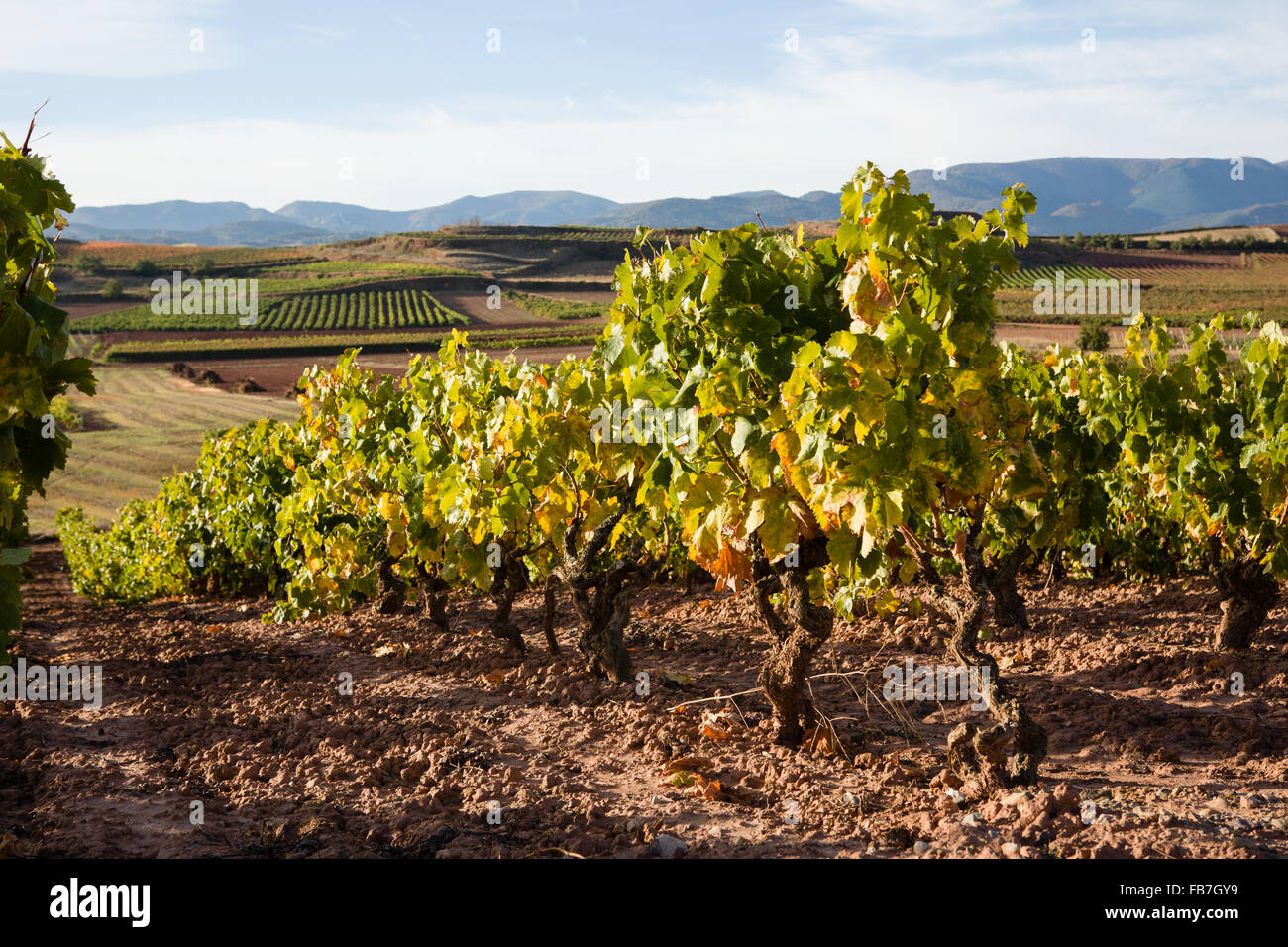 16/10/15 vigneti dopo l'alba vicino Badarán / Cordovín, & il Monte di San Lorenzo e la Sierra de la Demanda colline La Rioja, Spagna Foto Stock