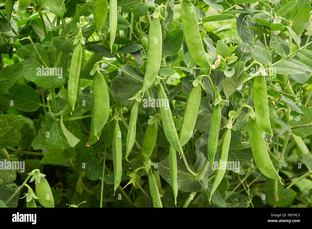 Modello agricolo. baccelli di piselli crea sfondo naturale Foto Stock