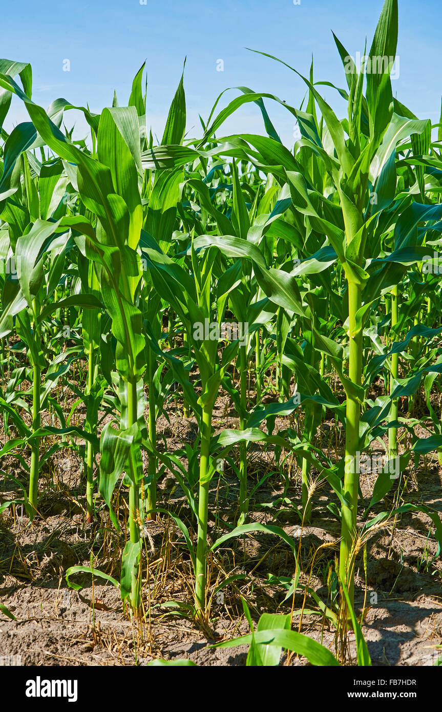 Green campo di grano sotto il cielo blu Foto Stock