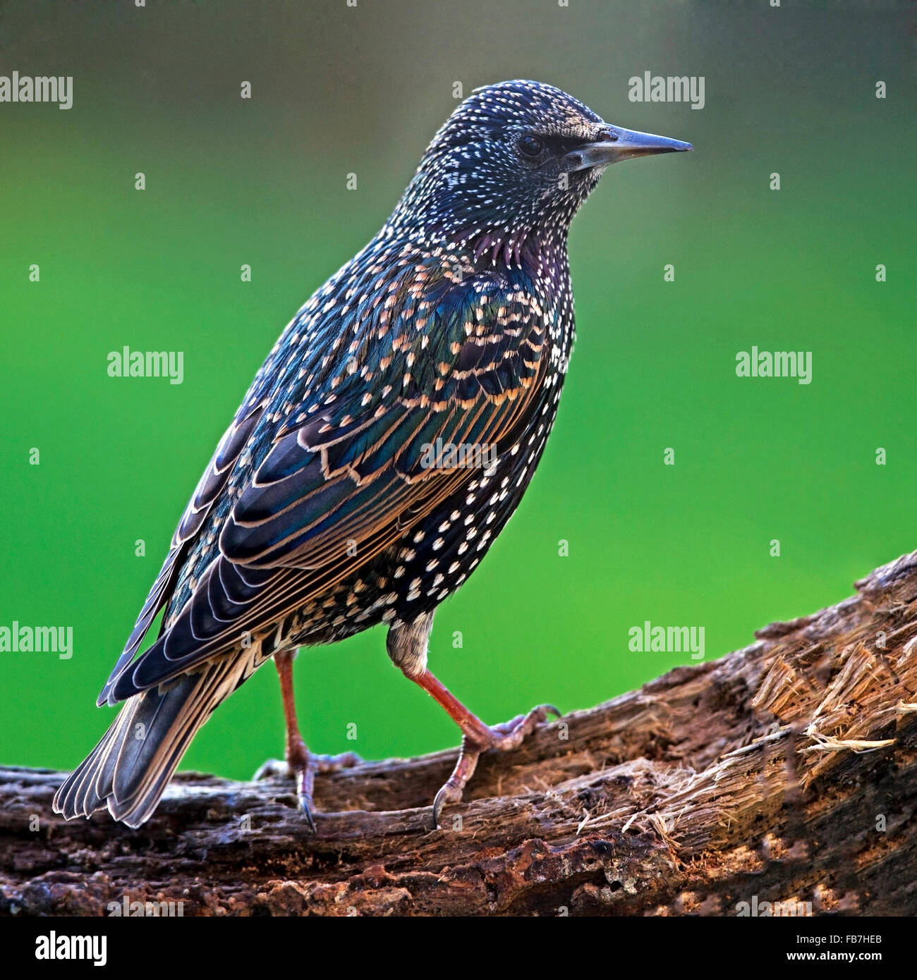 Starling comune appollaiato sul ramo Foto Stock