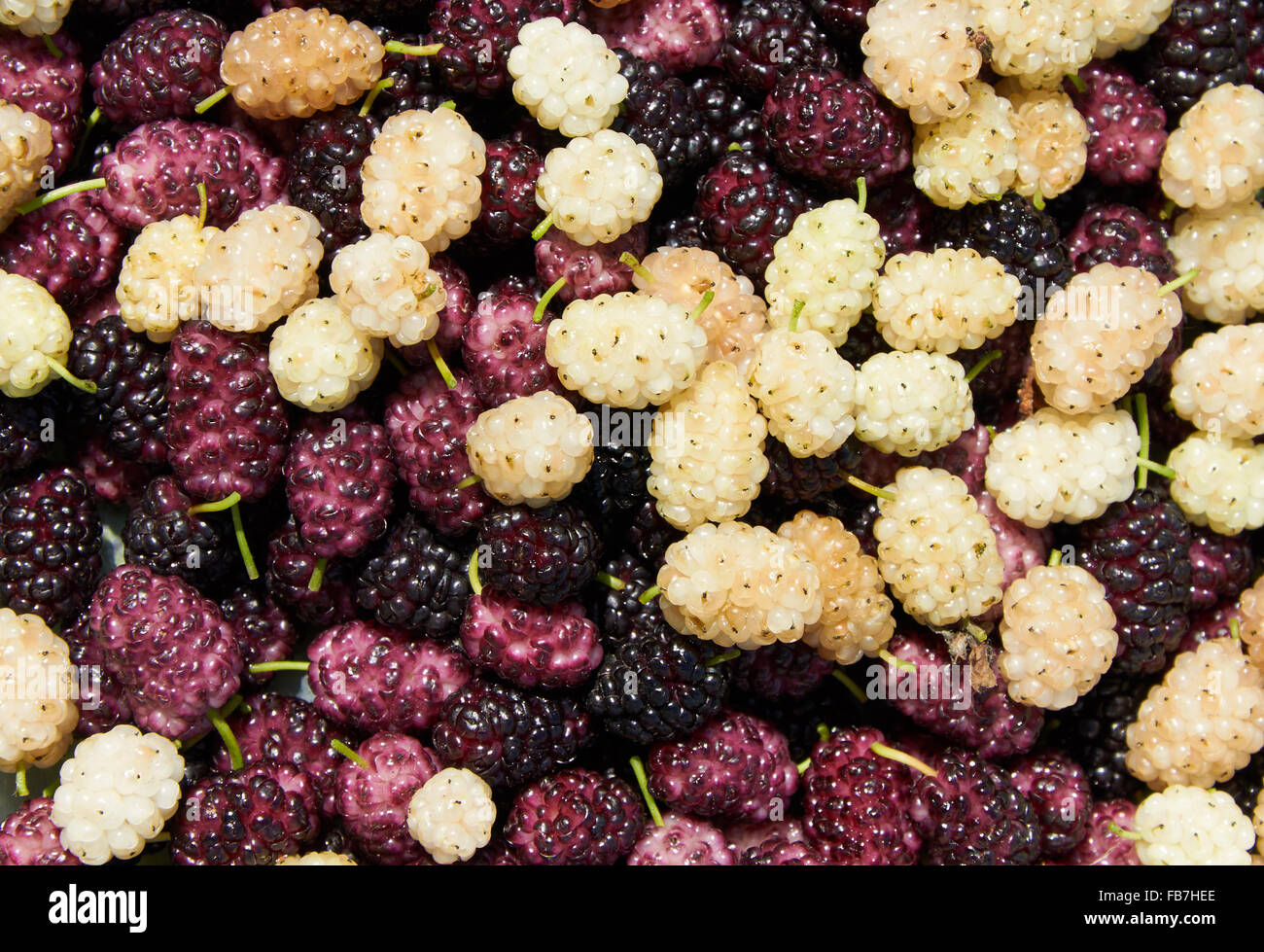 Sfondo costituito con nero, bianco e viola heap di gelso Foto Stock