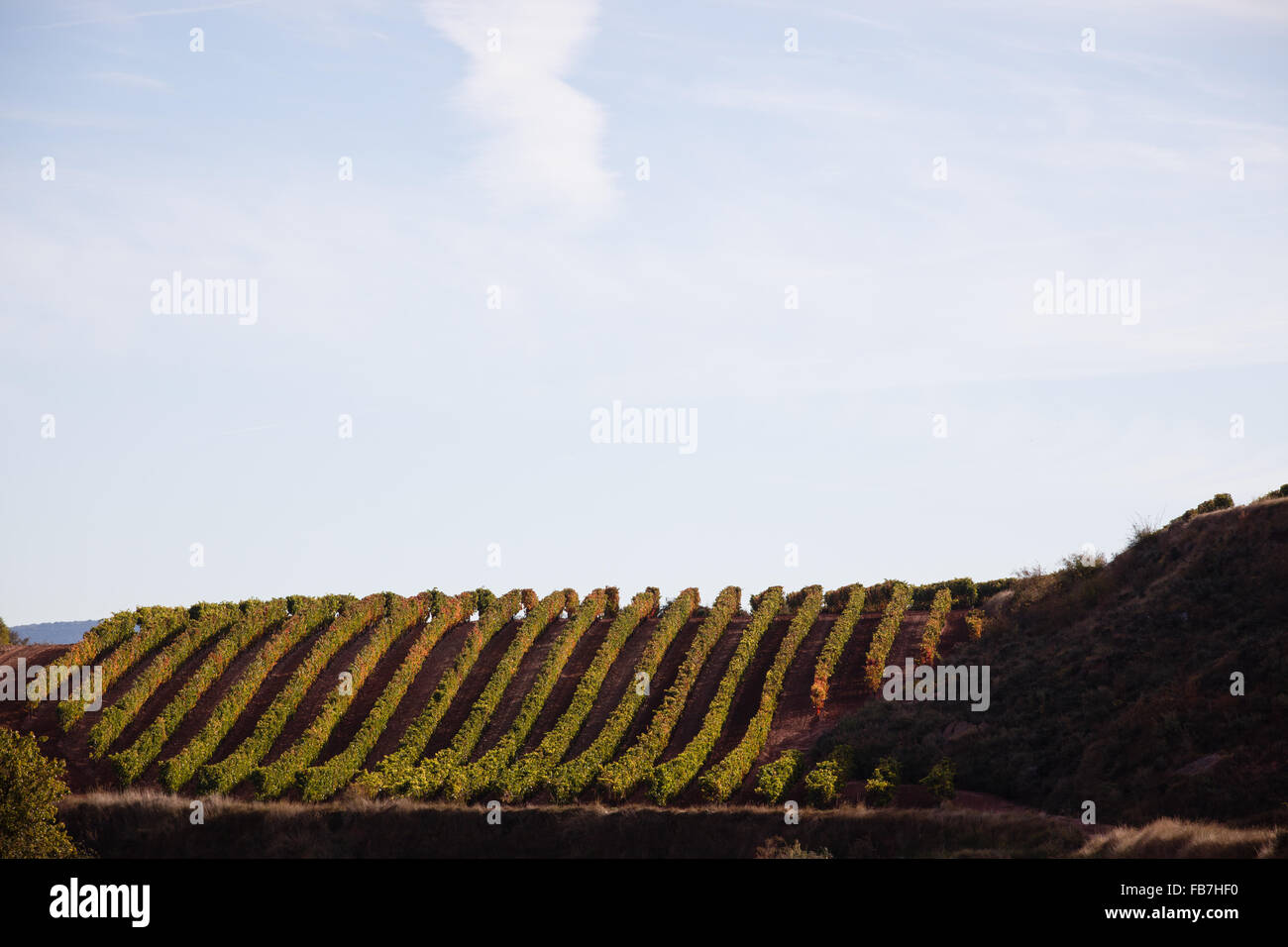 16/10/15 vigneti dopo l'alba vicino Badarán / Cordovín, & il Monte di San Lorenzo e la Sierra de la Demanda colline La Rioja, Spagna Foto Stock