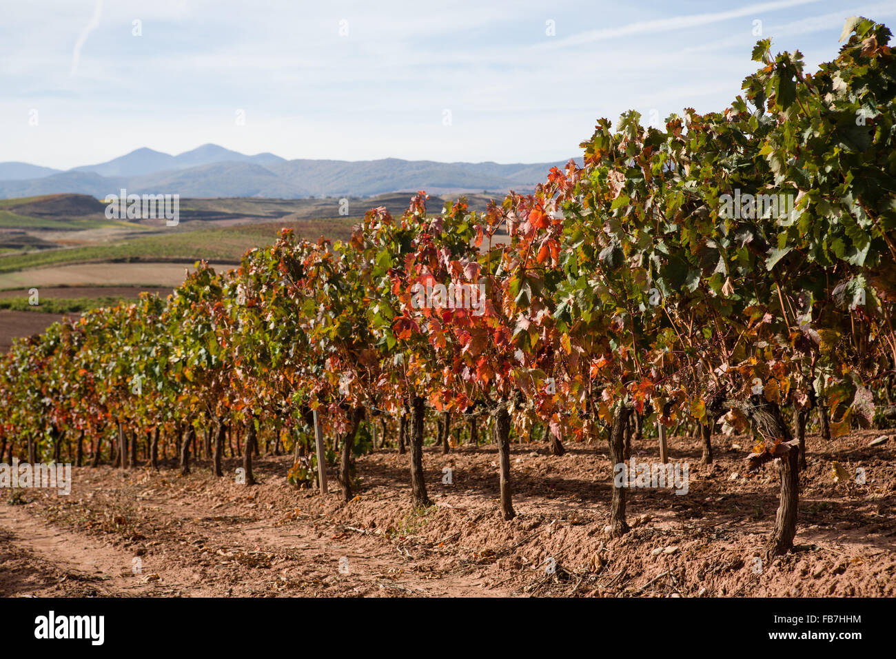 16/10/15 vigneti dopo l'alba vicino Badarán / Cordovín, & il Monte di San Lorenzo e la Sierra de la Demanda colline La Rioja, Spagna Foto Stock