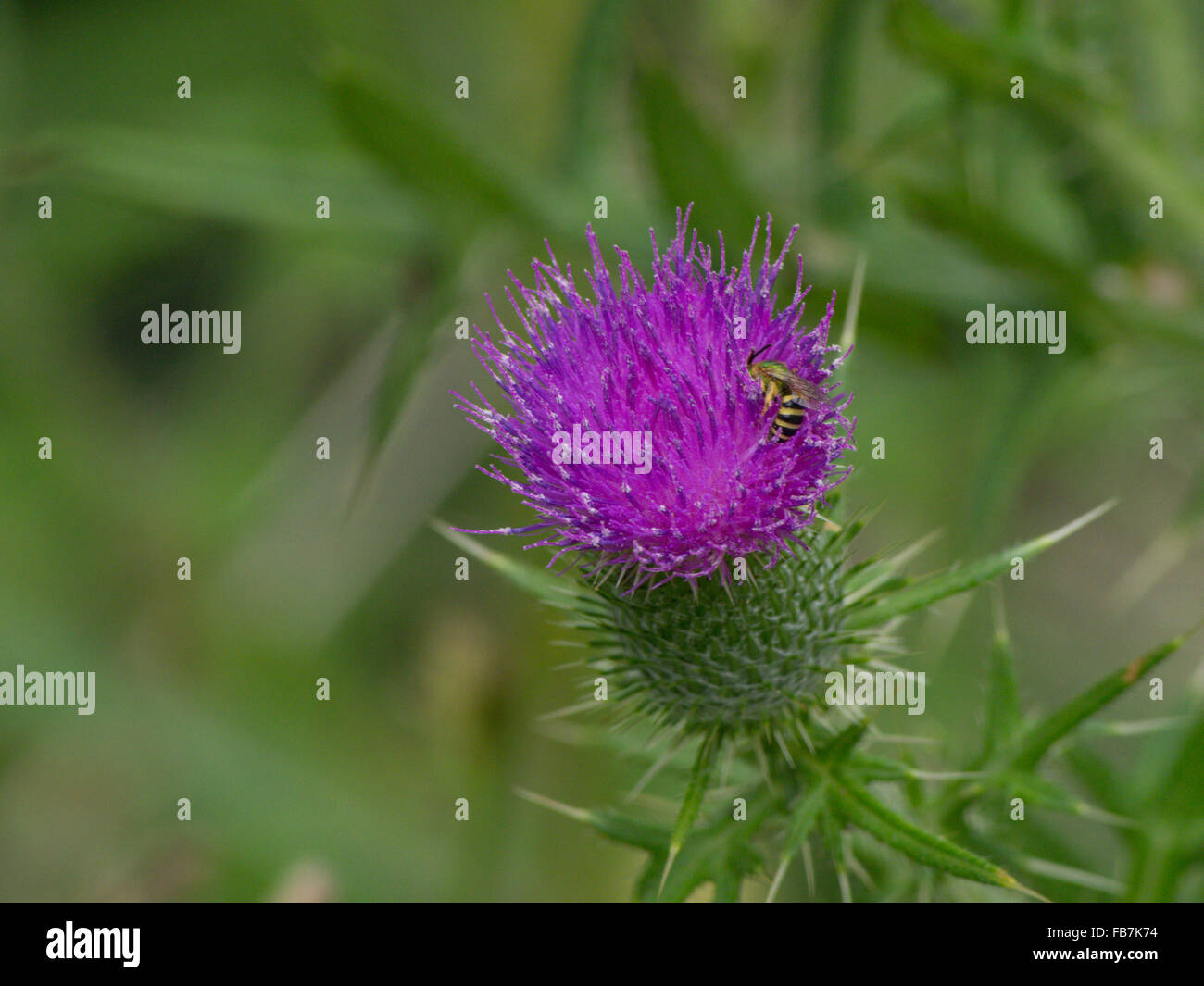 Bird Beata cardo con bee Foto Stock