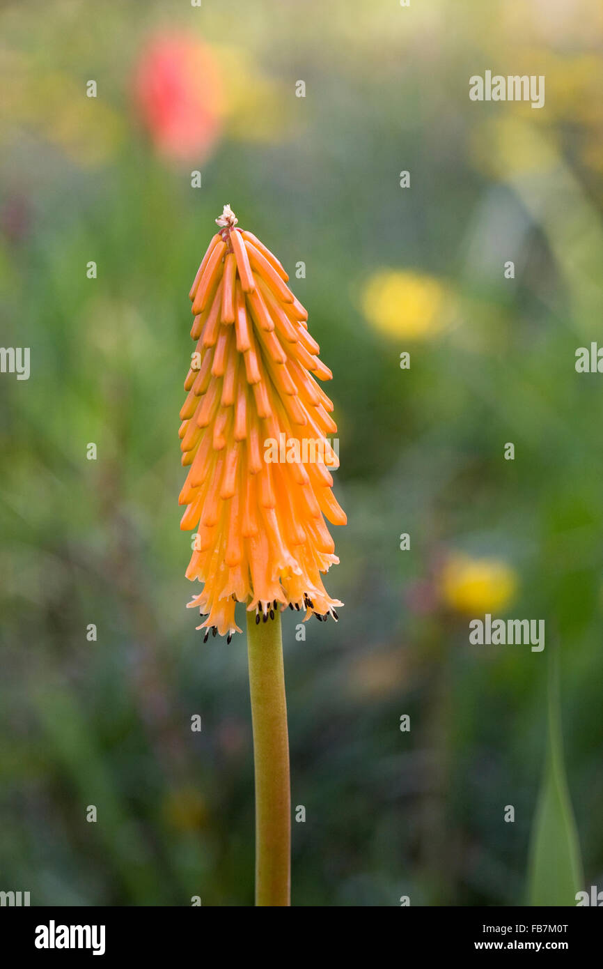 Fiore di Kniphofia. Red Hot Poker fiore. Foto Stock