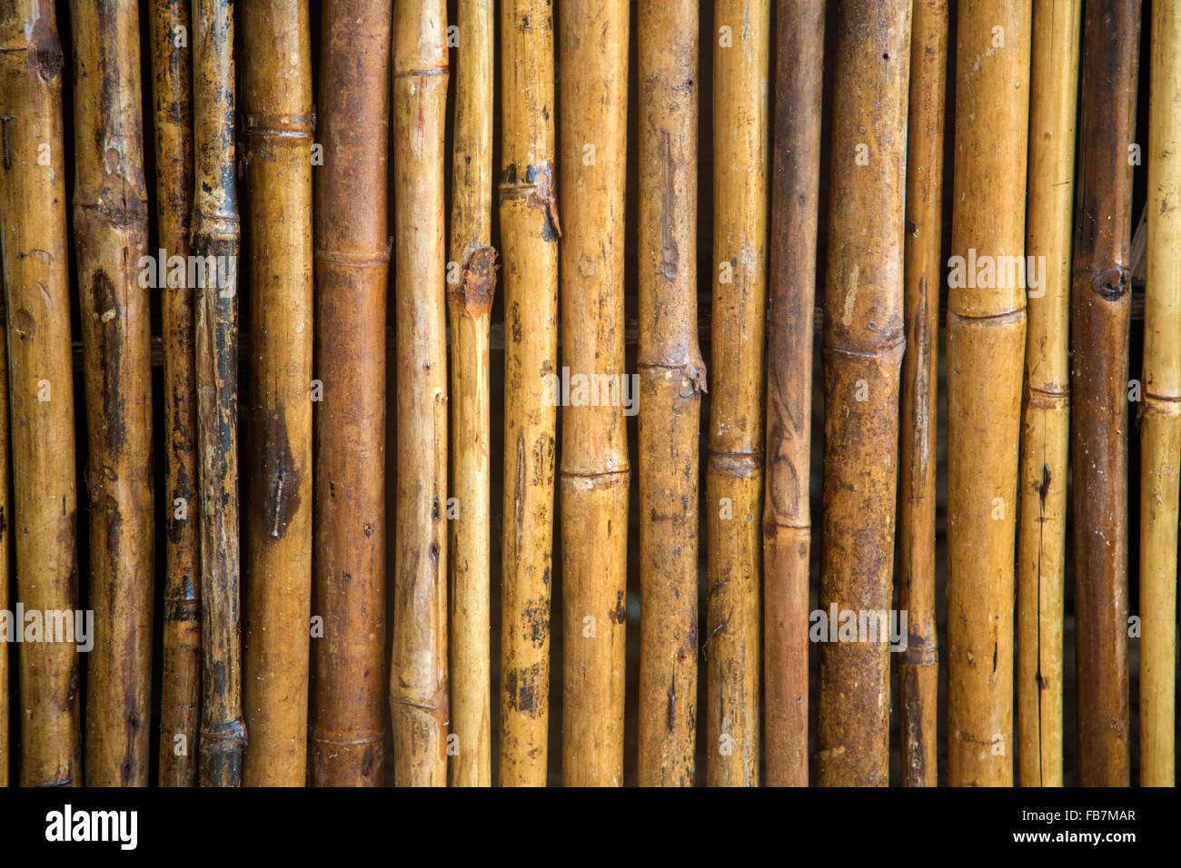 Vista ingrandita in corrispondenza di bambù dettaglio ramo Foto Stock