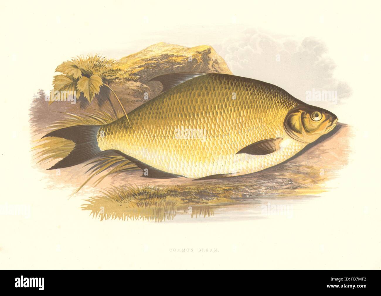 Pesci di acqua dolce: Abramide comune (Abramis brama) - Houghton / Lydon, stampa 1879 Foto Stock