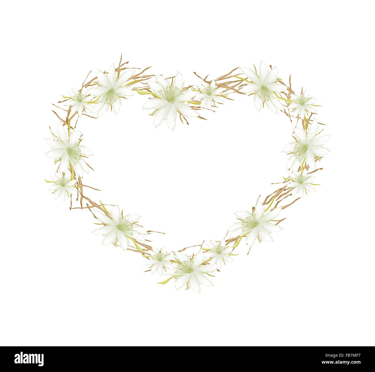 Il concetto di amore, illustrazione di bianco fiori Equiphyllum formando in forma di cuore telaio isolato su sfondo bianco. Foto Stock
