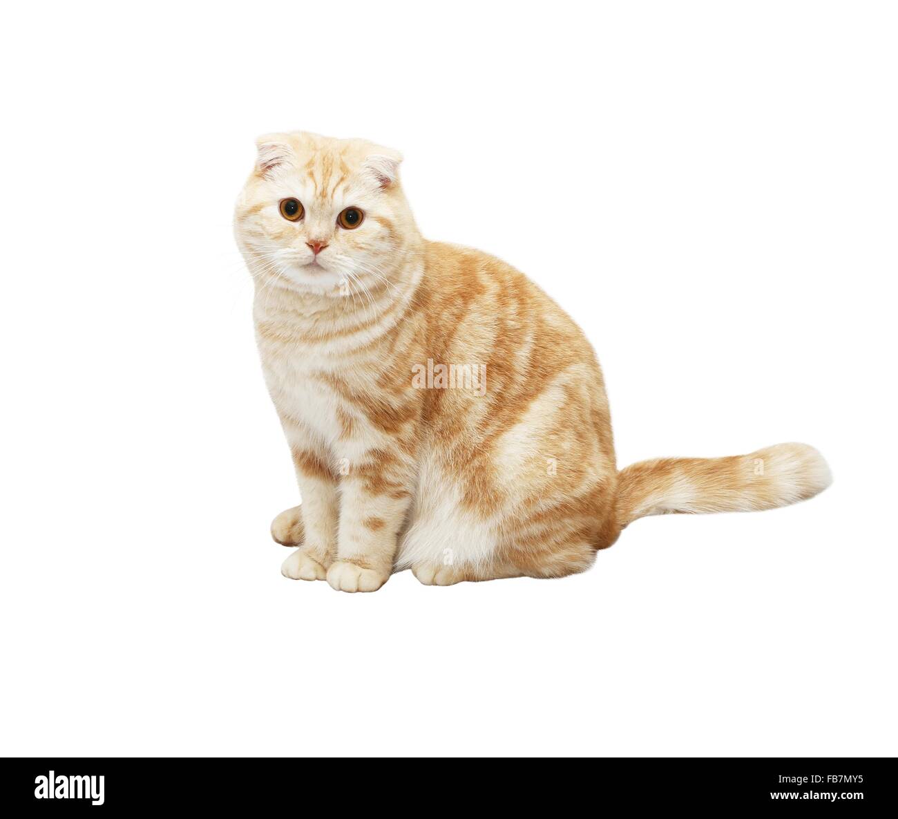 La crema Tabby Scottish Fold gatto su sfondo bianco Foto Stock