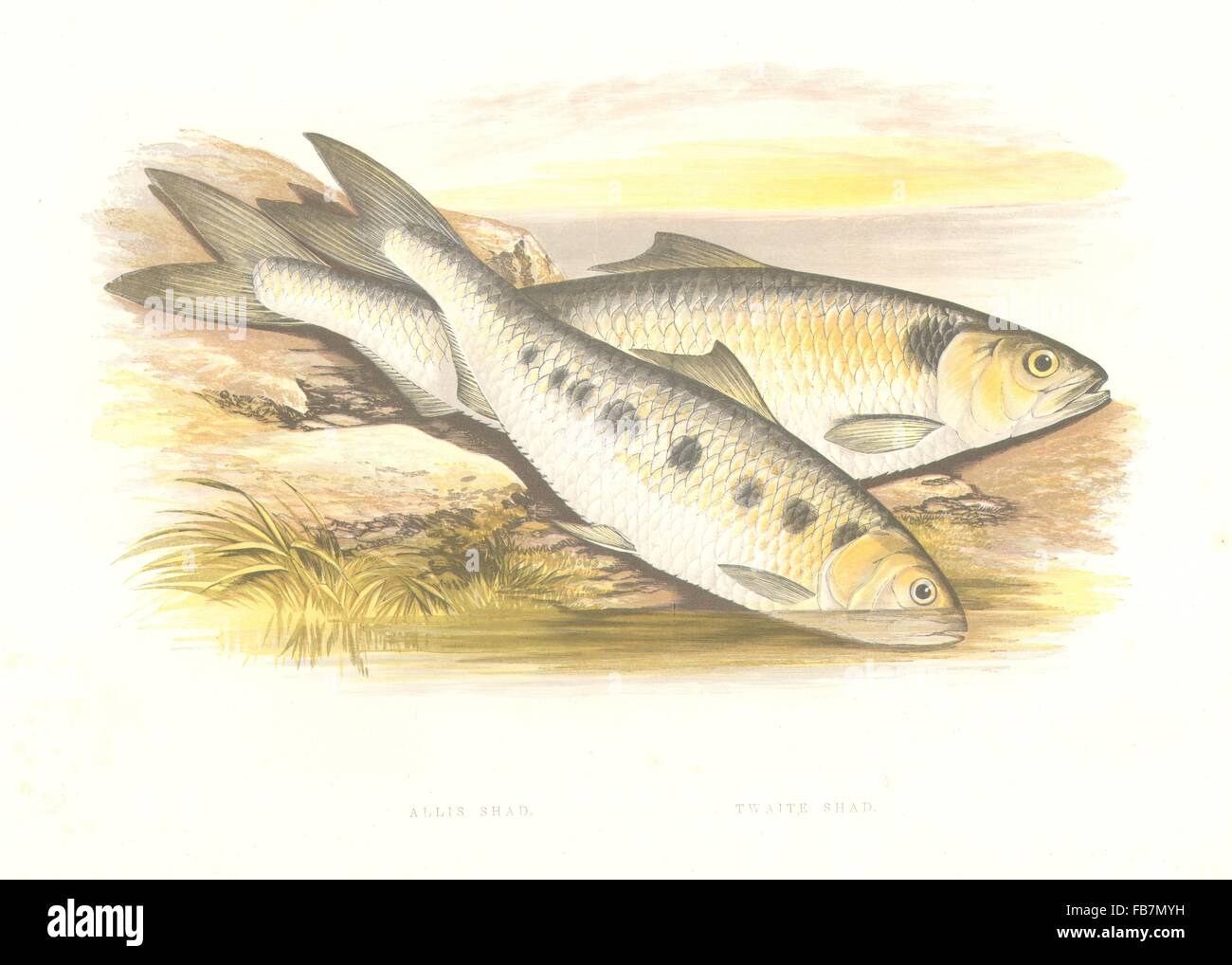 Pesci di acqua dolce:Allis Shad.Missoltini.(Clupea alosa,finta)-Houghton/Lydon, 1879 Foto Stock