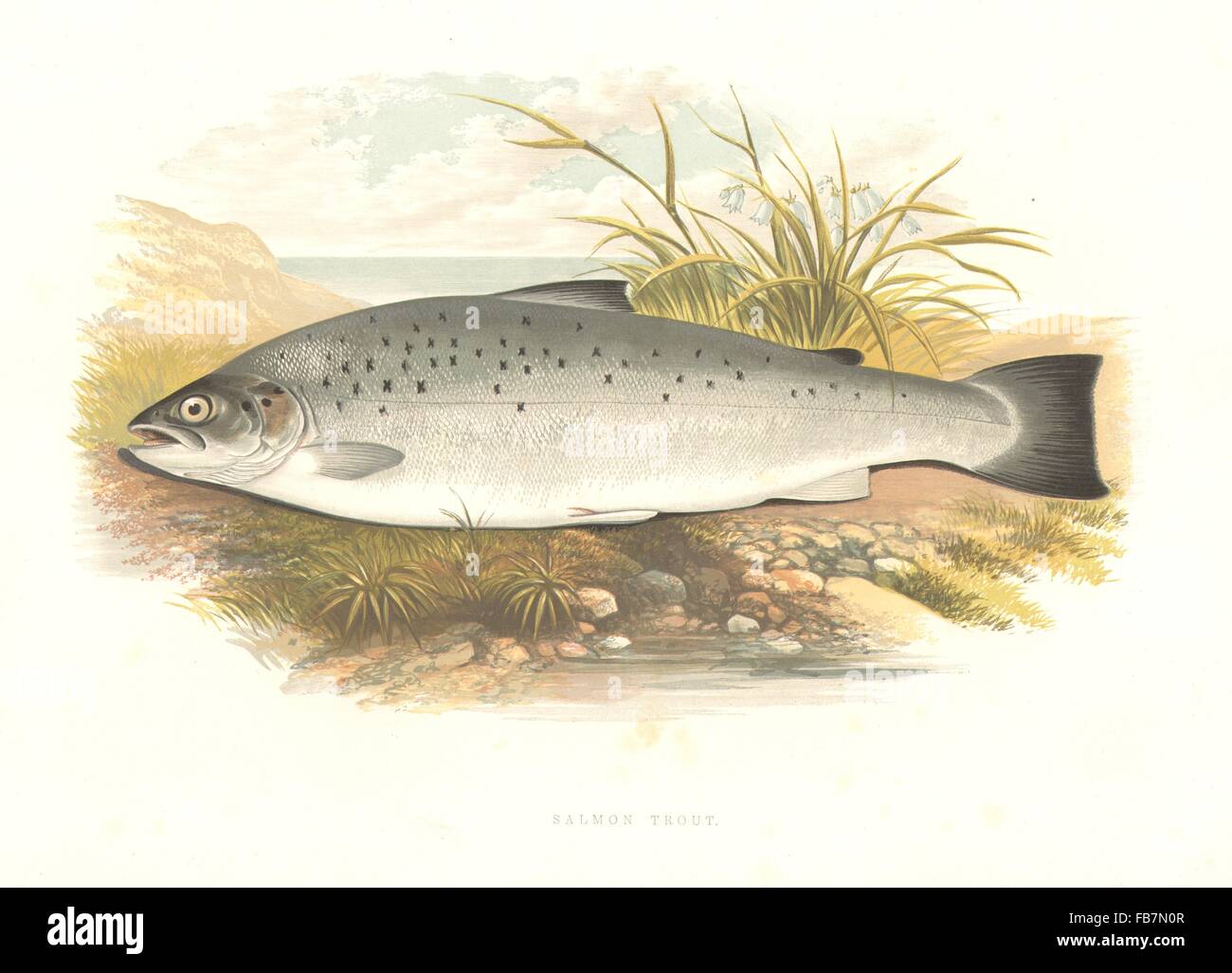 Pesci di acqua dolce: salmone Trote (Salmo trutta) - Houghton / Lydon, stampa 1879 Foto Stock