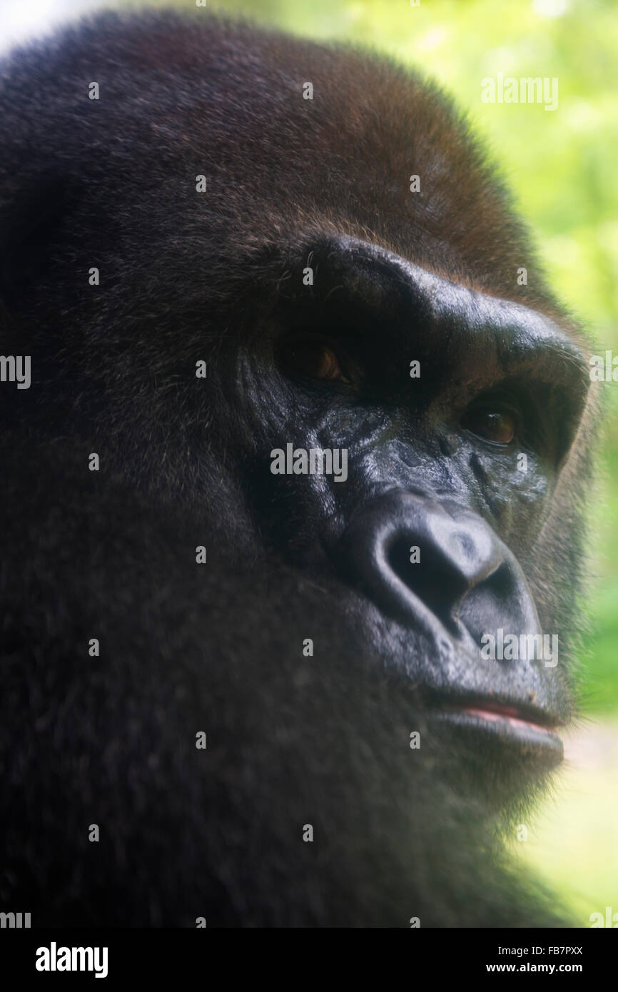 Western pianura gorilla si trasforma e proietta decisivo, lo sguardo fisso sulla sua spalla. Foto Stock