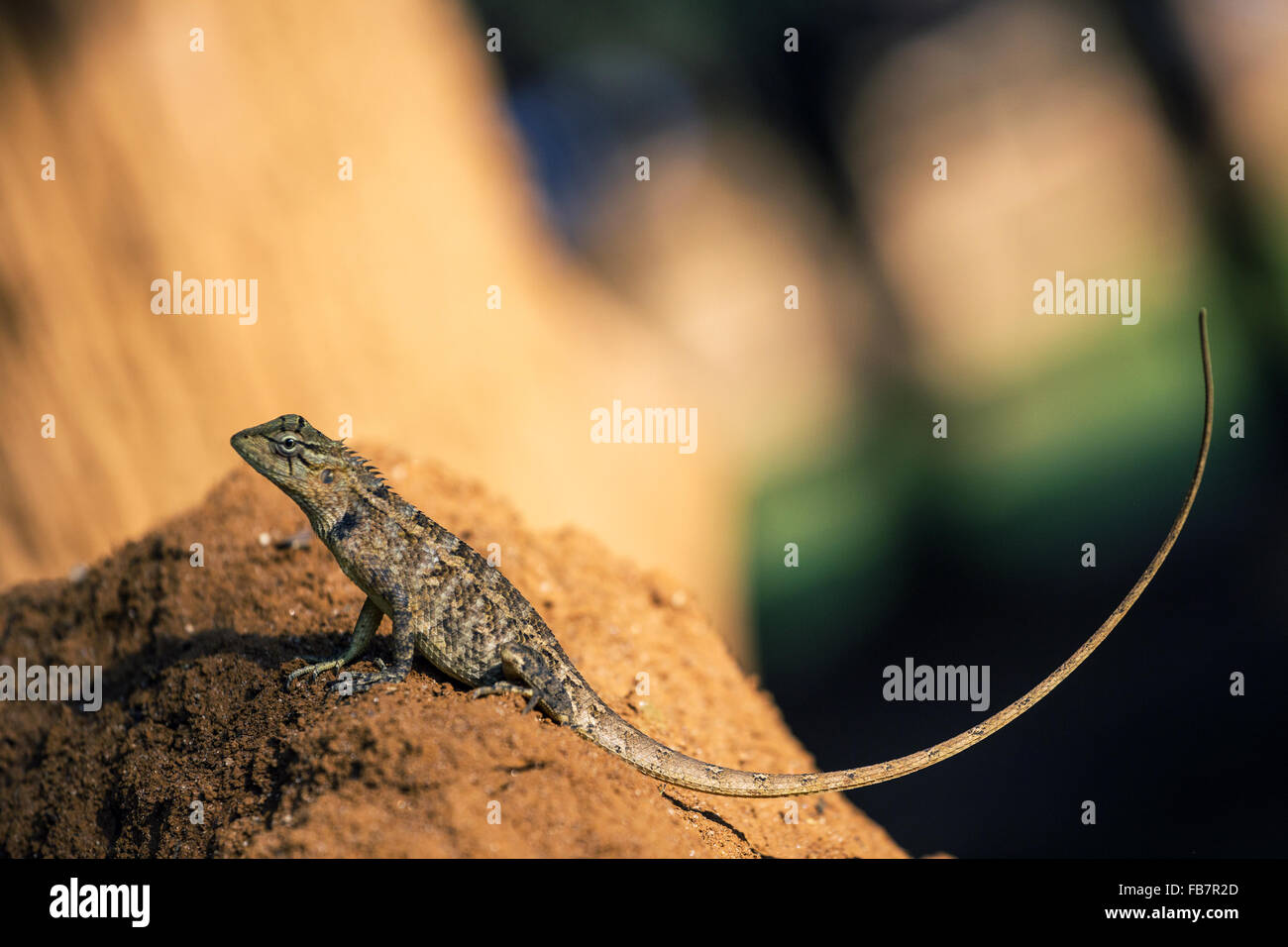 Marrone-patchato Kangaroo lizard, Wiegmann la AGAMA SA, Sri Lanka Kangaroo Lizard (Otocryptis wiegmanni) Foto Stock