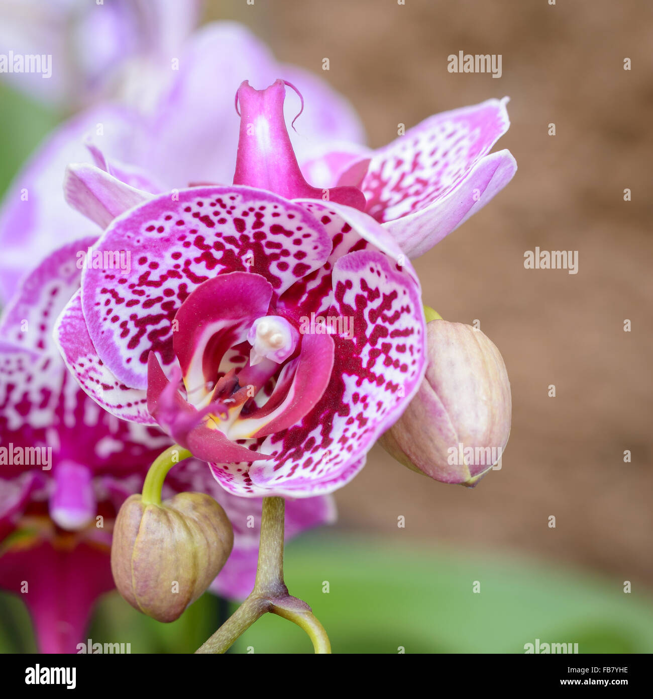 Nizza le orchidee vicino fino al di fuori del giardino Foto Stock