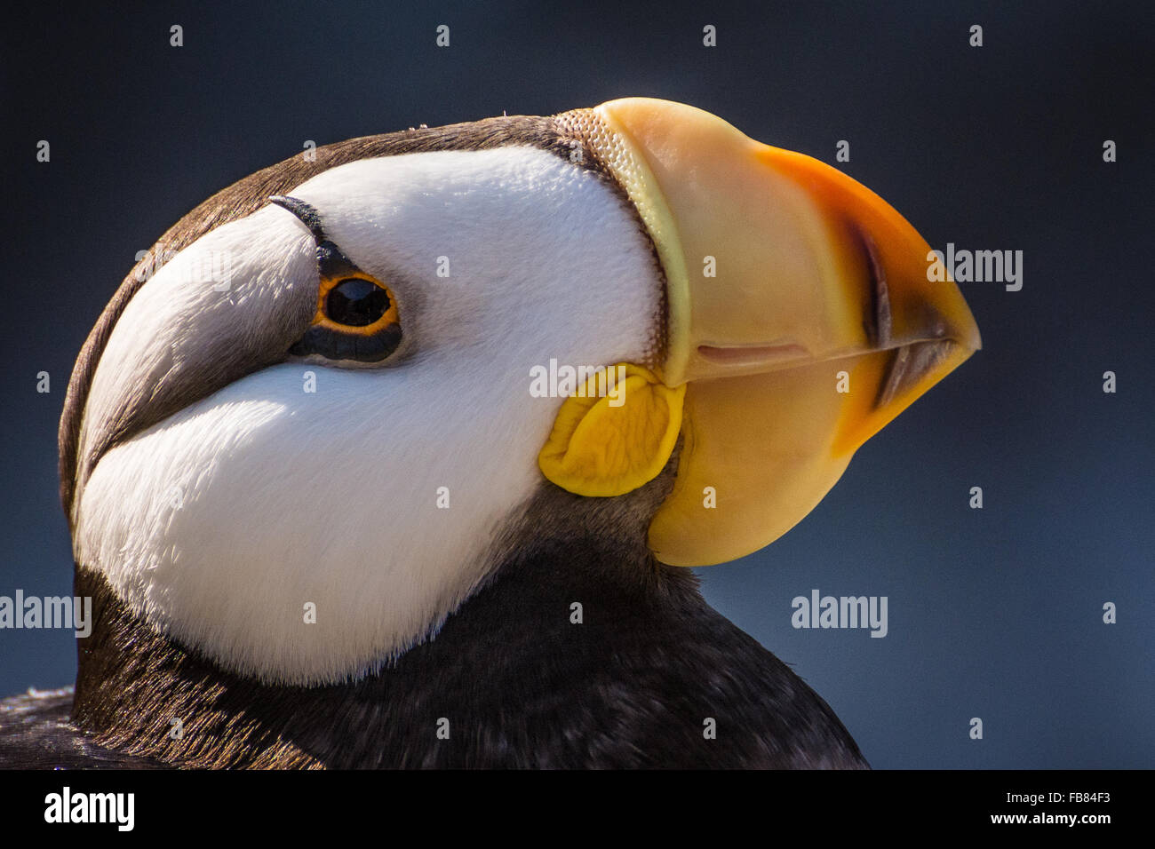 Cornuto puffin (fratercula corniculata) presso la Oregon Coast Aquarium, Newport, Oregon Foto Stock