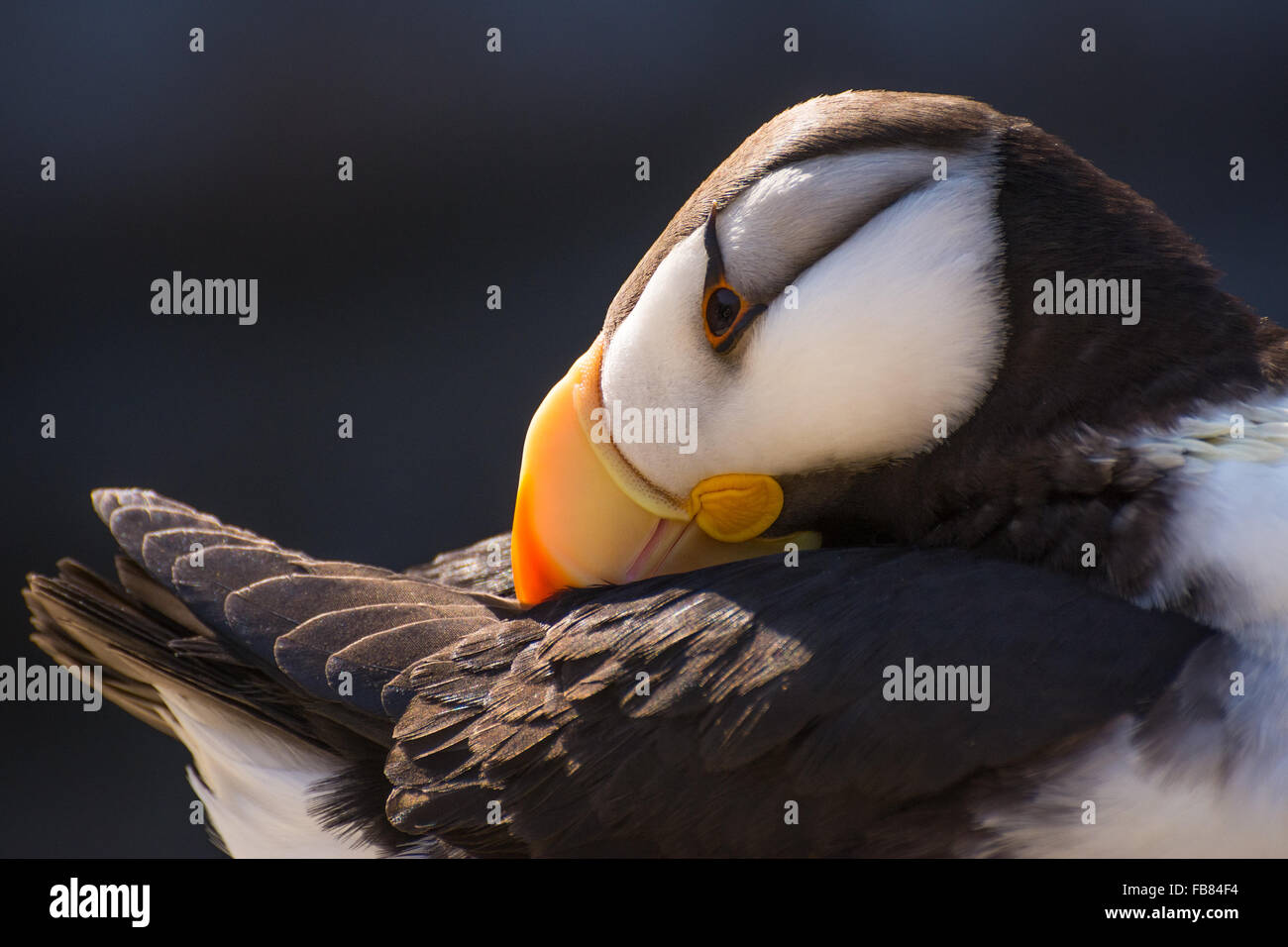 Cornuto puffin (fratercula corniculata) presso la Oregon Coast Aquarium, Newport, Oregon Foto Stock