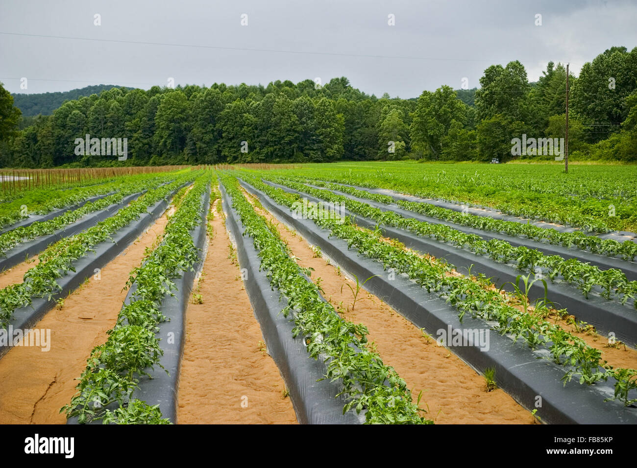 Giovani piante di pomodoro che cresce in un campo in North Carolina, USA. Foto Stock