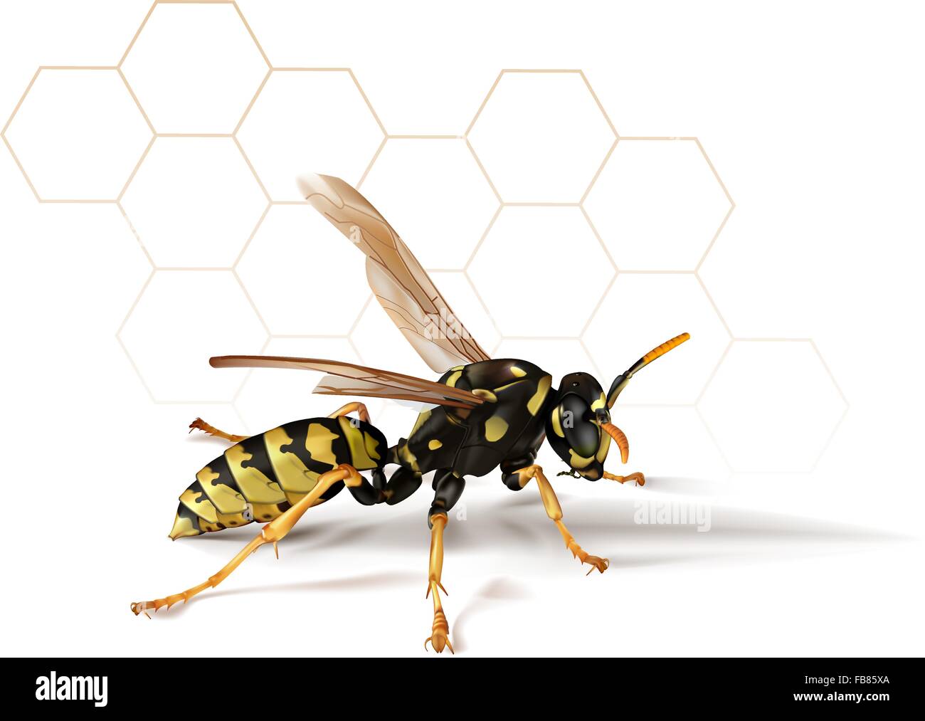 Una illustrazione vettoriale di una Carta fotorealistica wasp casting una leggera ombra con un background astratta. Illustrazione Vettoriale