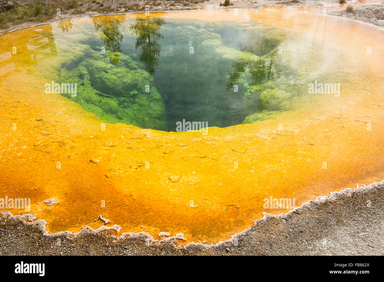 Primo piano della luce arancione brillante rim e acqua verde di una fumante gloria di mattina piscina, con riflessioni di albero, nel parco di Yellowstone. Foto Stock