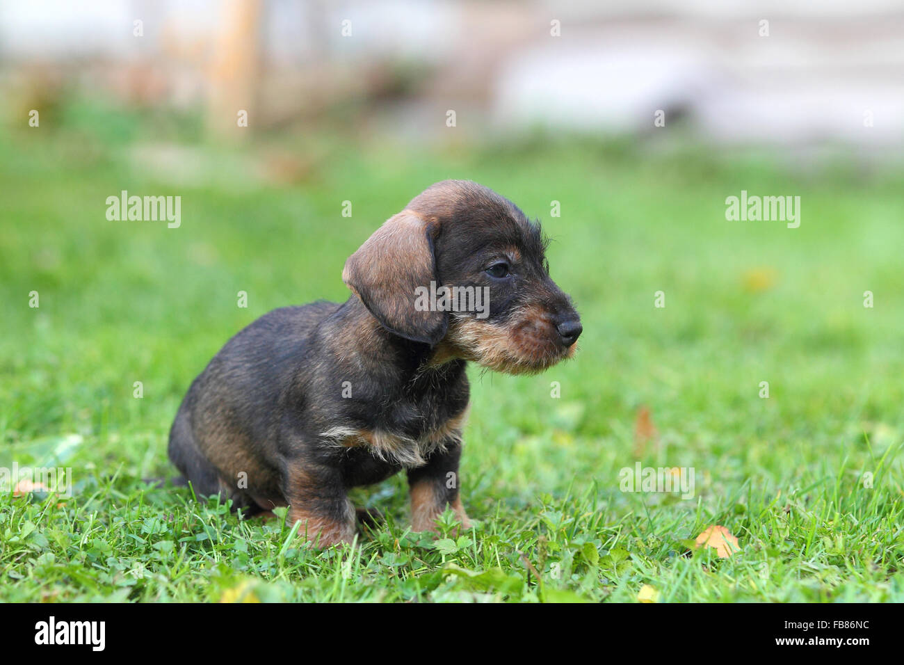 Bassotto (Canis lupus familiaris) puppy in prato, Germania Foto Stock