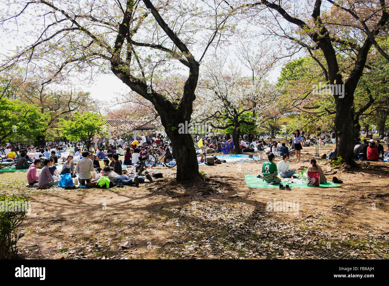 Giappone, Tokyo, persone rilassante a Yoyogi Park Foto Stock