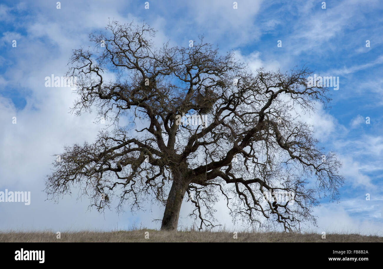 California Oak in cieli Wispy nella California settentrionale Foto Stock