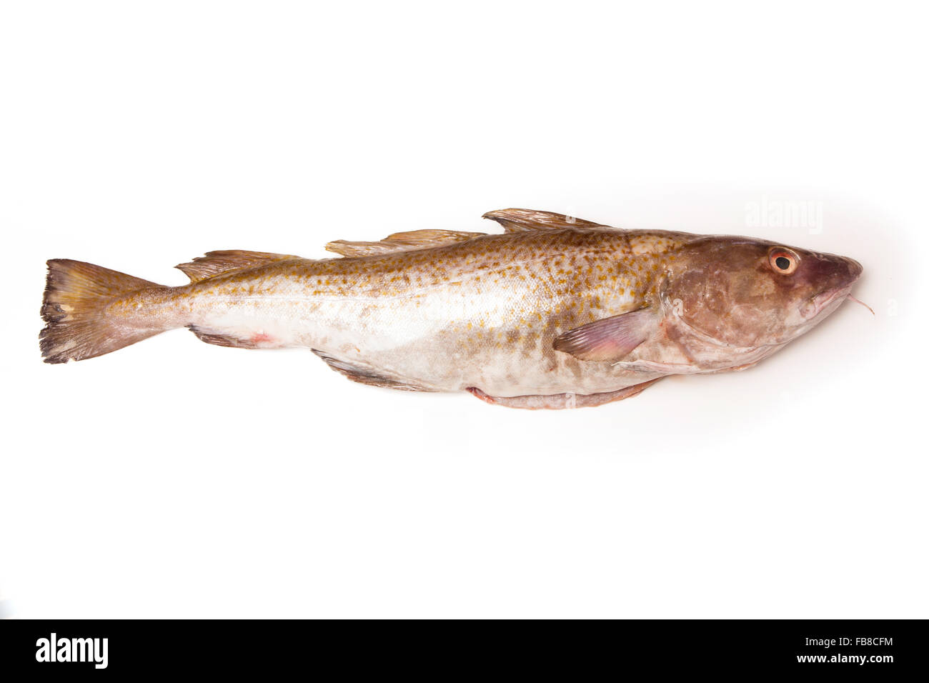 Tutta la grande 2kg Merluzzo bianco (Gadus morhua) pesci, isolato su una bianca di sfondo per studio. Foto Stock
