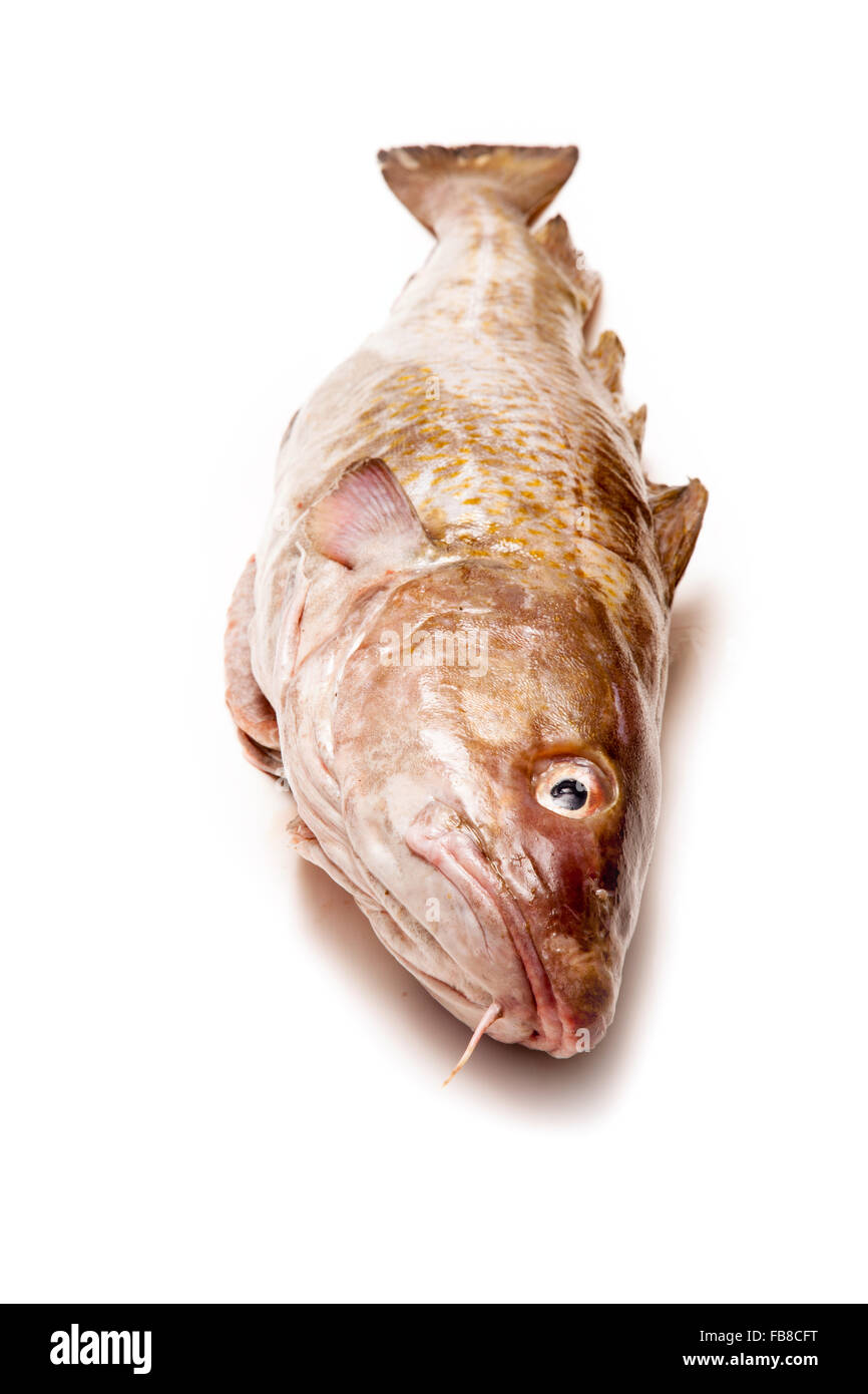 Tutta la grande 2kg Merluzzo bianco (Gadus morhua) pesci, isolato su una bianca di sfondo per studio. Foto Stock