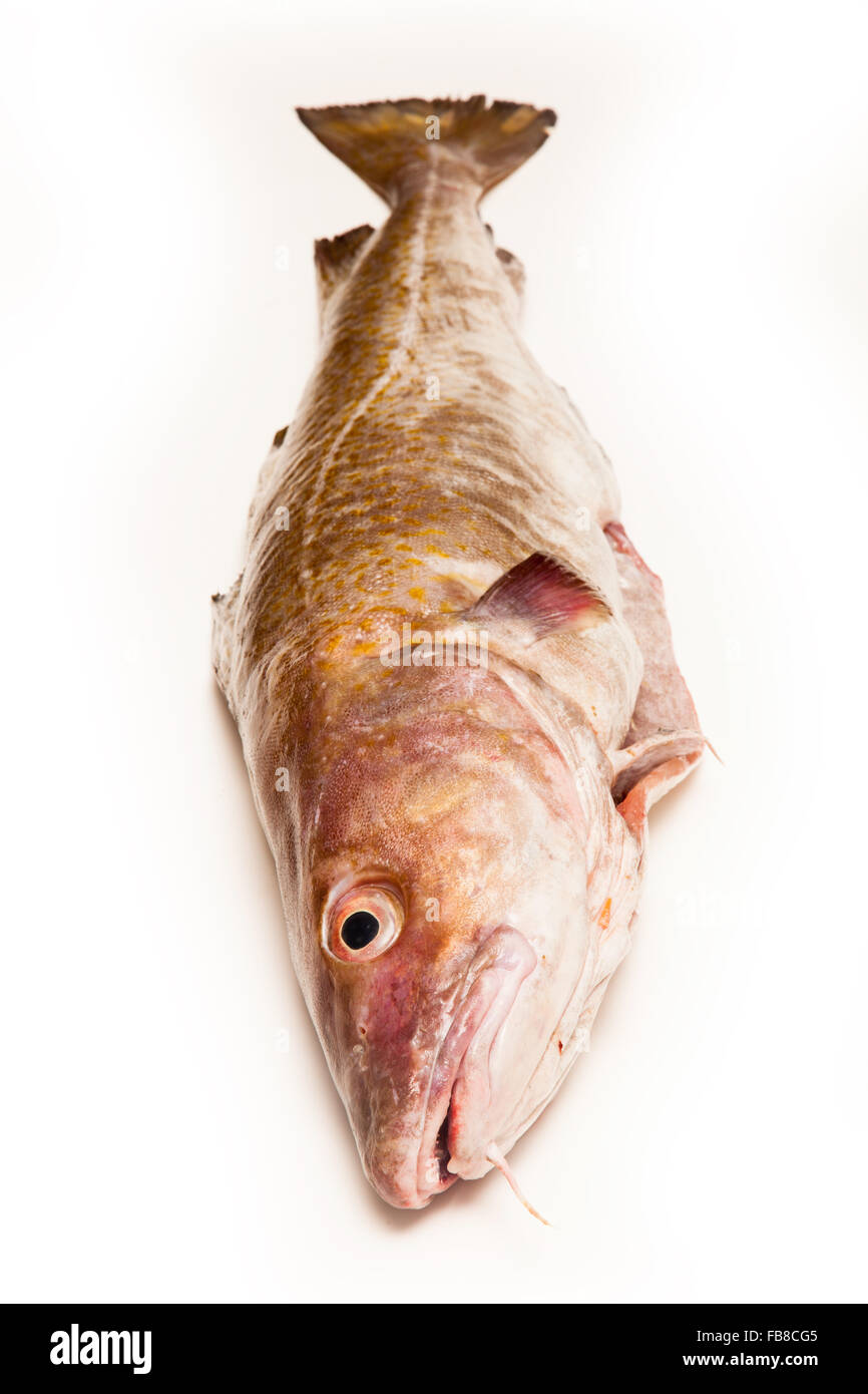Tutta la grande 2kg Merluzzo bianco (Gadus morhua) pesci, isolato su una bianca di sfondo per studio. Foto Stock