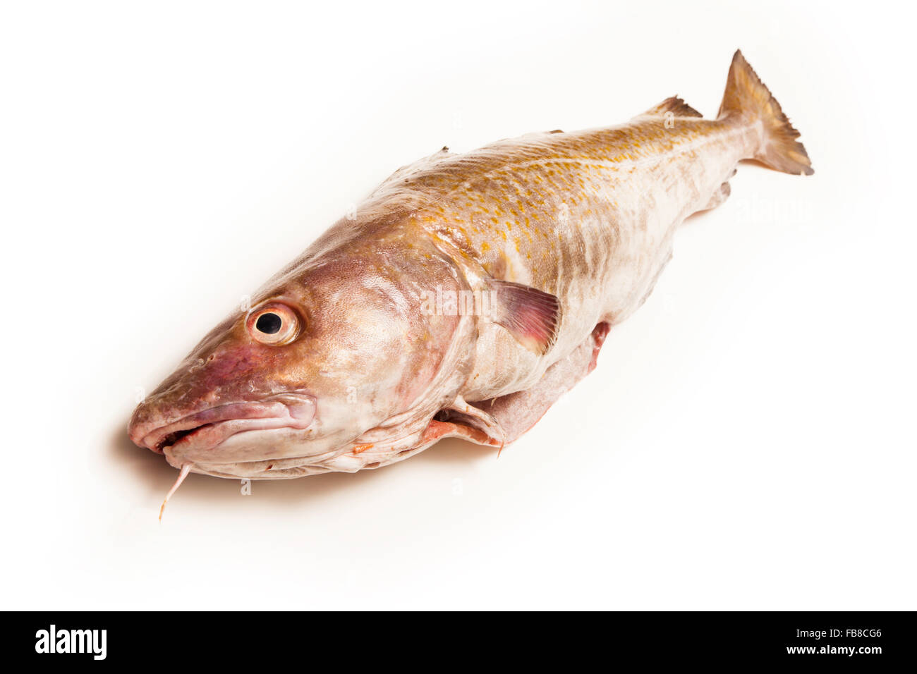 Tutta la grande 2kg Merluzzo bianco (Gadus morhua) pesci, isolato su una bianca di sfondo per studio. Foto Stock