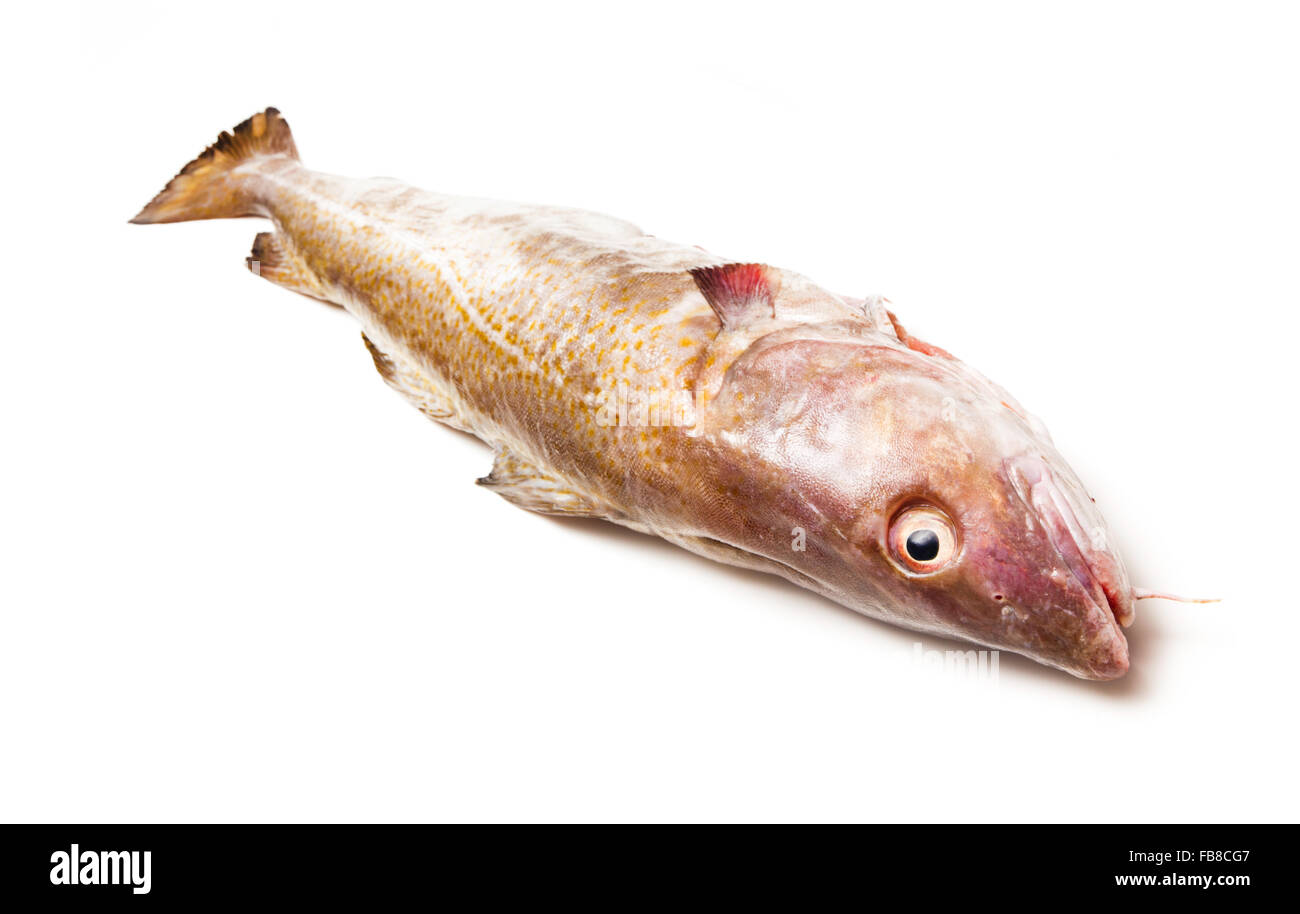 Tutta la grande 2kg Merluzzo bianco (Gadus morhua) pesci, isolato su una bianca di sfondo per studio. Foto Stock