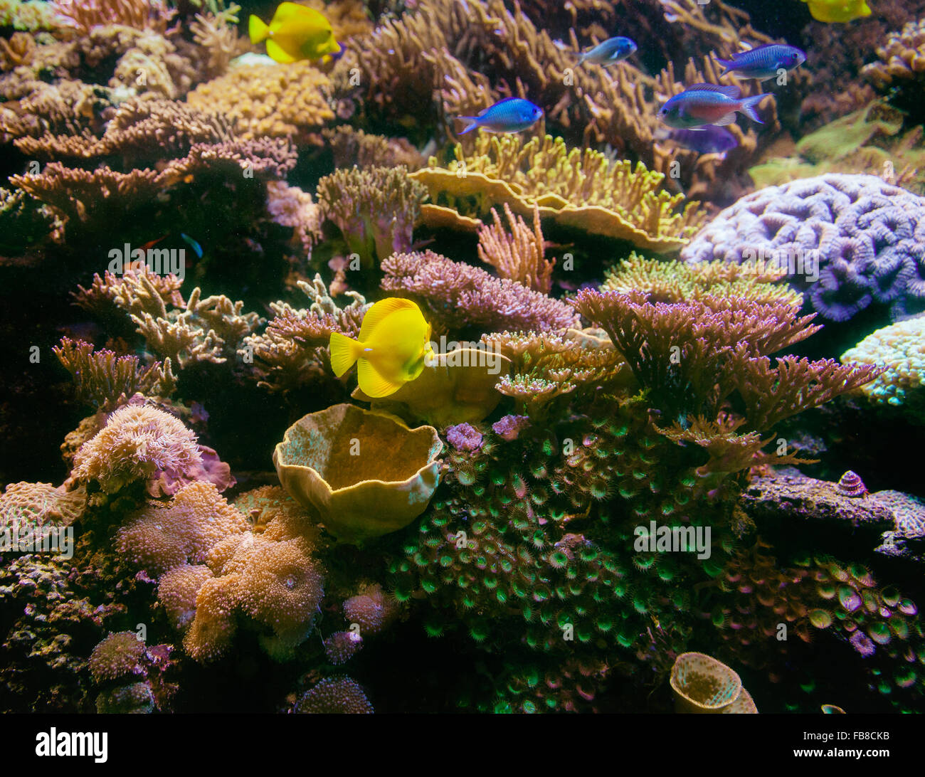 Coral reef con pesci e coralli Foto Stock