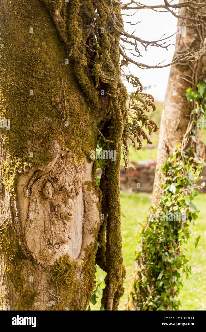 Faccia in un tronco d'albero, West Cork, Irlanda. Foto Stock