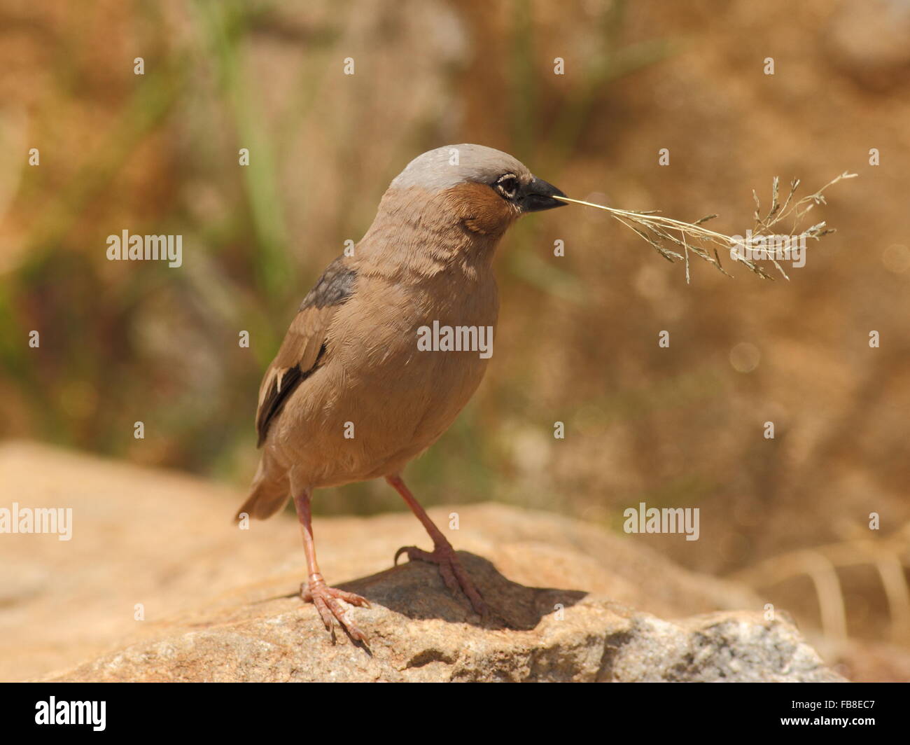 Grigio tappate tessitore sociale la raccolta di materiale di nesting Foto Stock