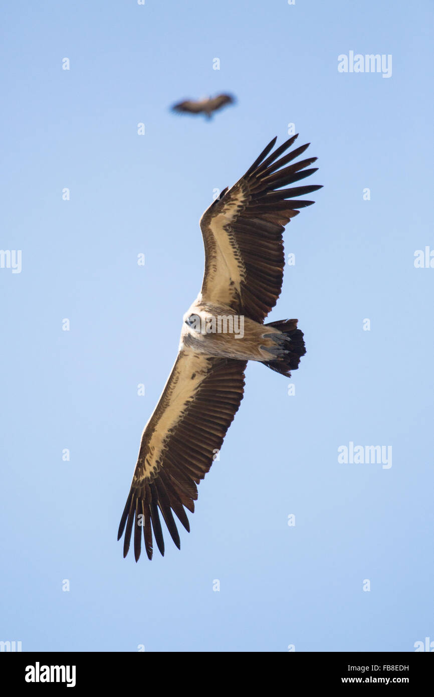 Vulture Flying Foto Stock
