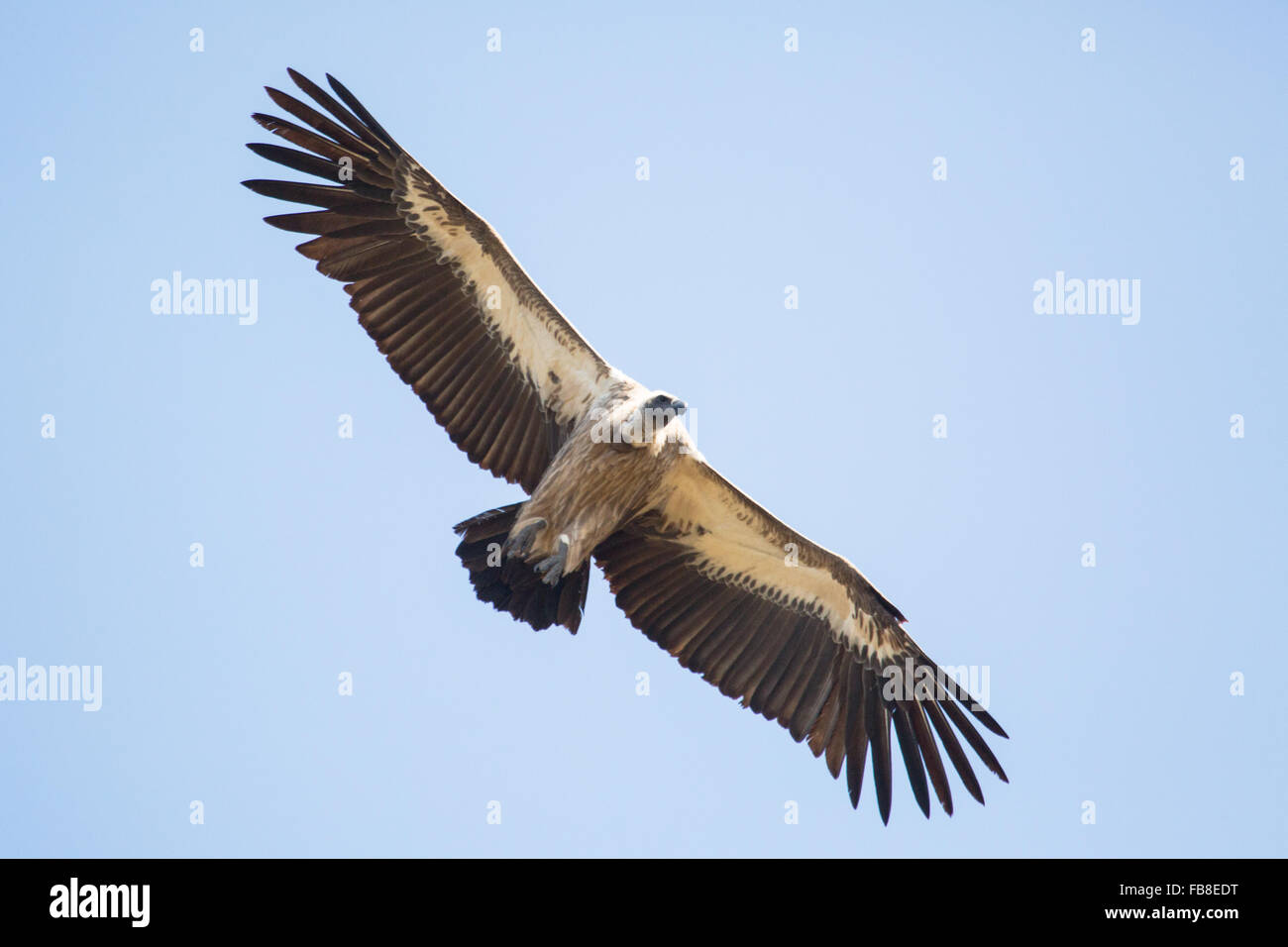 Vulture Flying Foto Stock