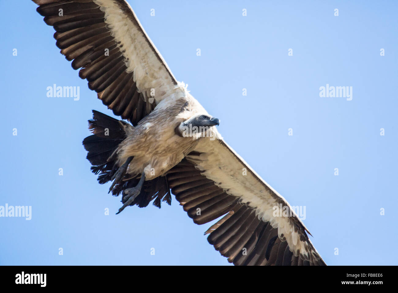 Vulture Flying Foto Stock