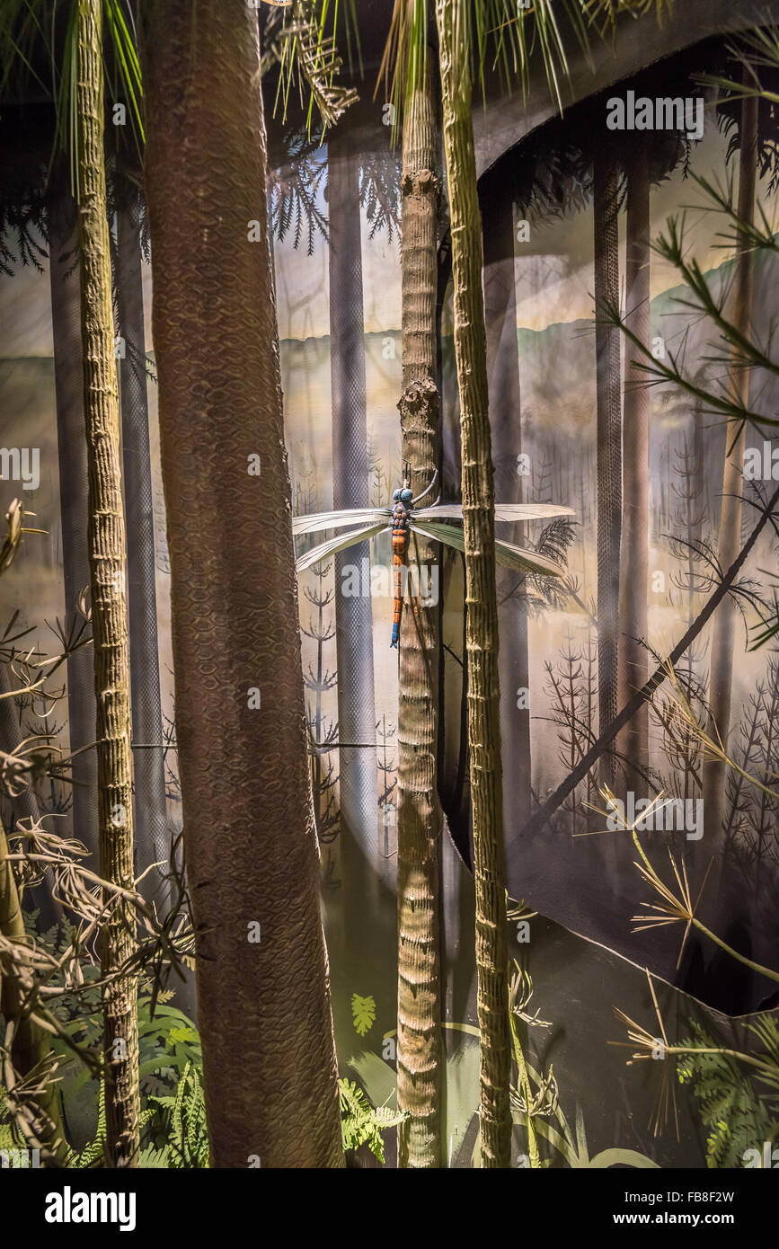 Meganeura gigante dragonfly raffigurato in una foresta nel periodo Carbonifero nel museo, Buxton, Derbyshire, Regno Unito. Foto Stock