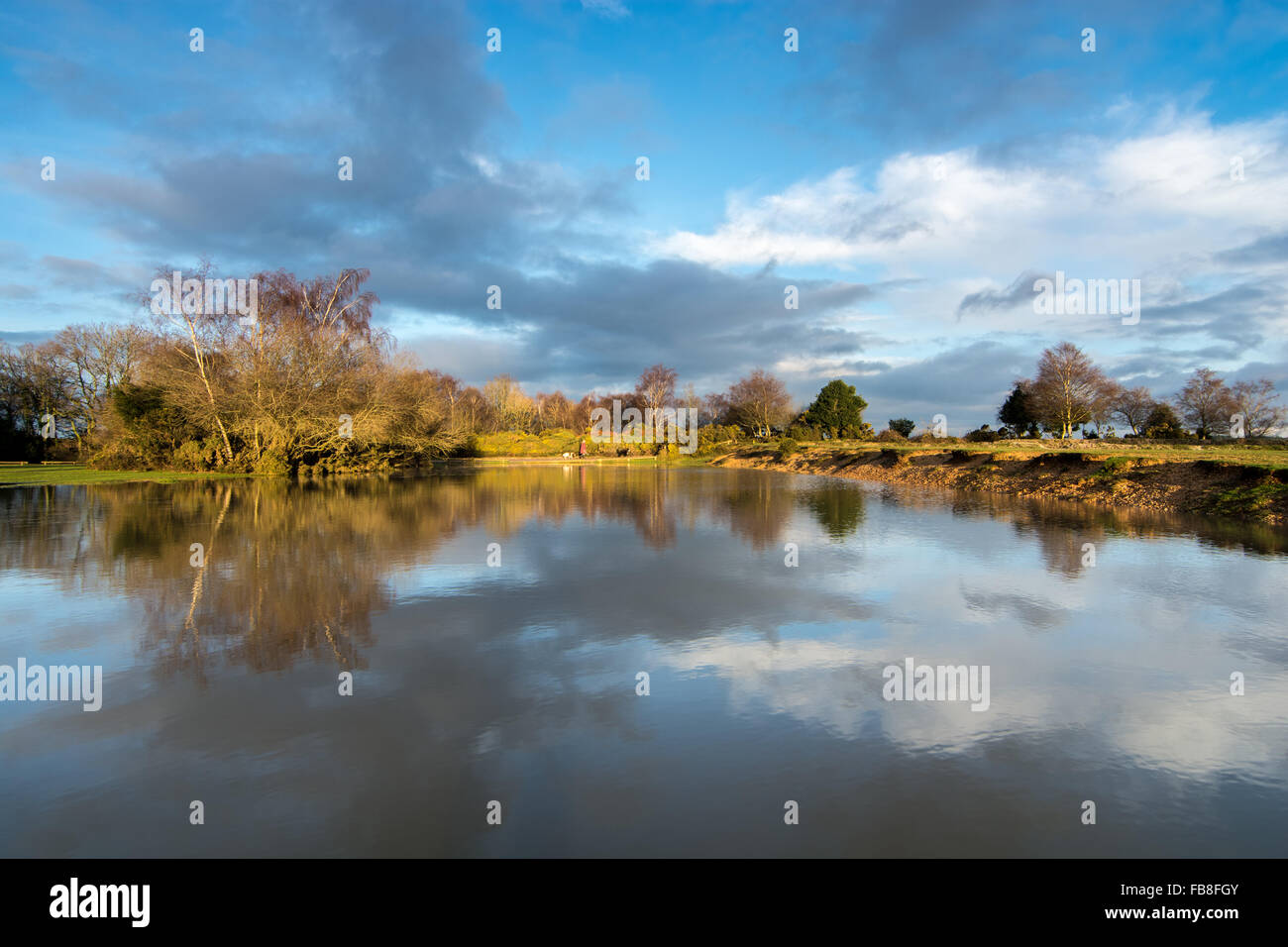 Sereno e soleggiato nel pomeriggio invernale di scena sul New Forest, Hampshire, Regno Unito. Foto Stock