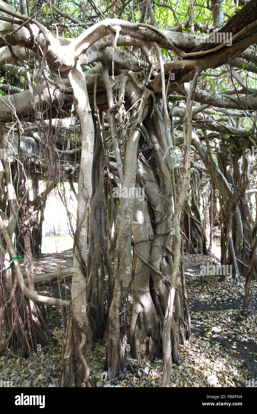 Banyan Tree radici Foto Stock