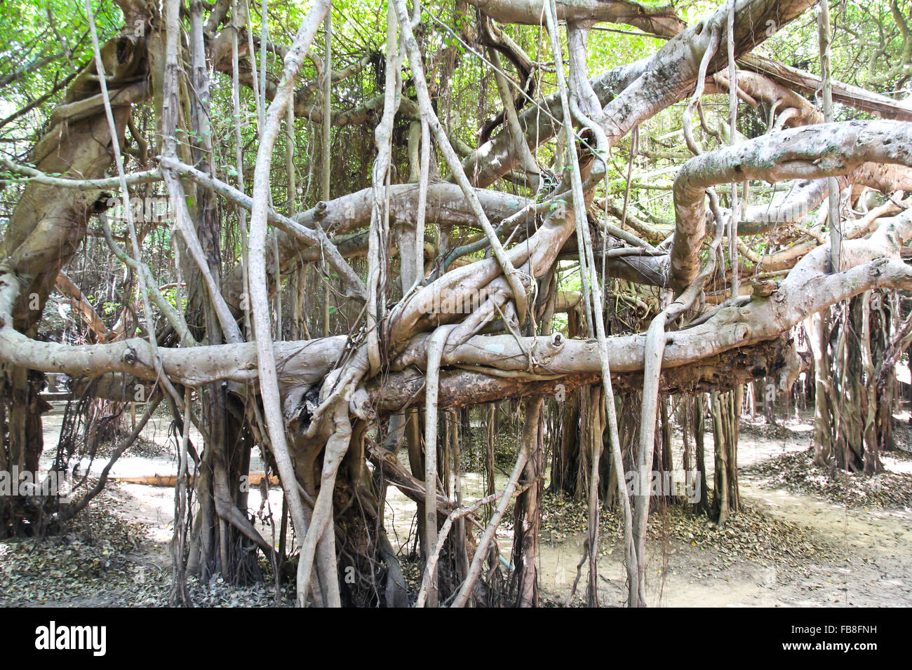 Banyan Tree radici Foto Stock