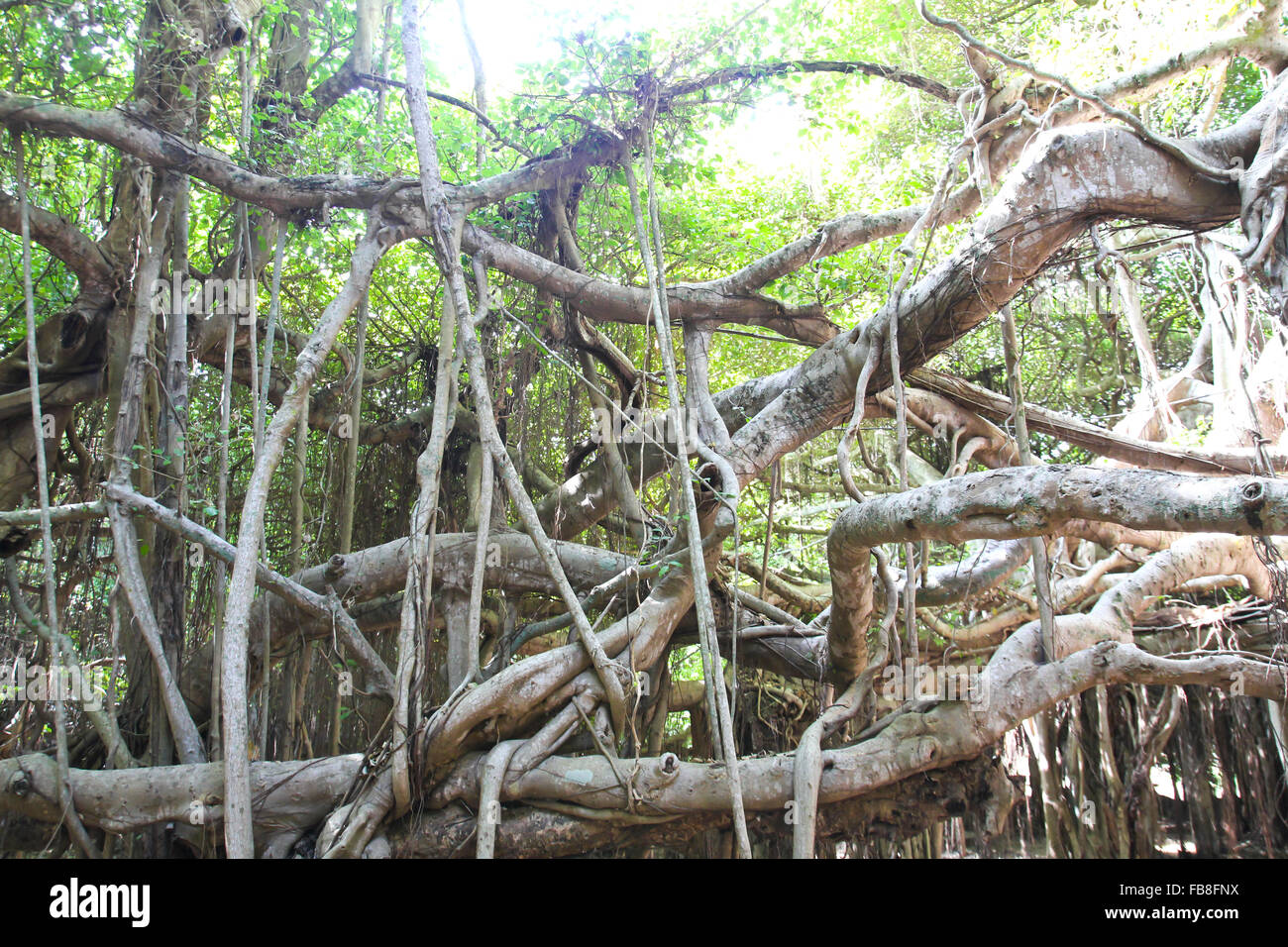 Banyan Tree radici Foto Stock